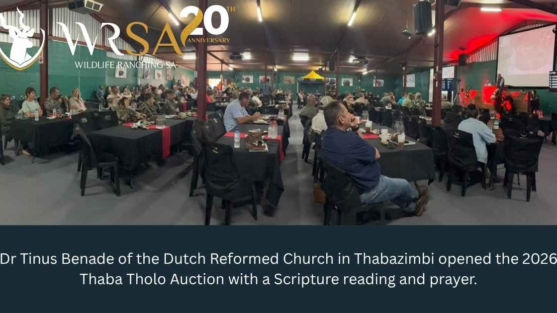 Today WRSA had the privilege of being part of the 2026 Thaba Tholo Auction, catching up with familiar faces and engaging with members and role players from across the wildlife industry.
The day opened with a Scripture reading and prayer by Dr Tinus Benade of the Dutch Reformed Church in Thabazimbi, before attendees were welcomed by Thaba Tholo General Manager Wouter Maree. Then auctioneer Brandon Leer and the Wildswinkel team got down to business.
Thank you to the Thaba Tholo team for the warm welcome and a well-organised industry event!
We would also like to thank @gyspitzermotoringofficial for providing the Toyota Double Cab Hilux that drove the WRSA team to the auction.
#WRSA20Years #ThabaTholo #WildlifeRanching
