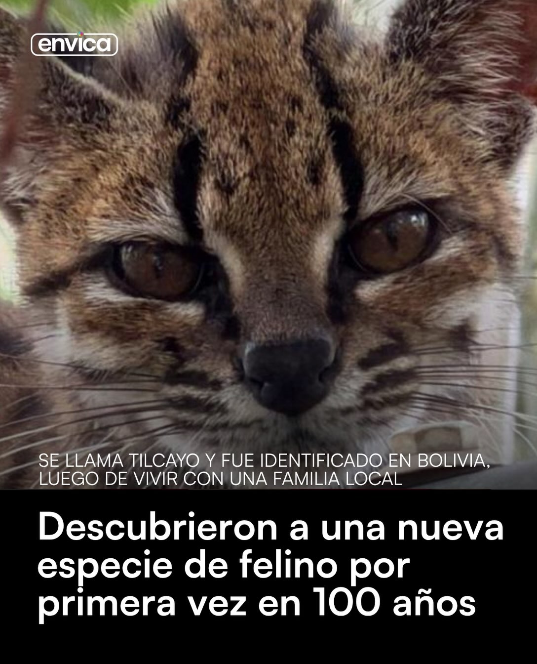Nuevo felino detectado 🐱🐈
-
#gato #animal #felino #cachorro