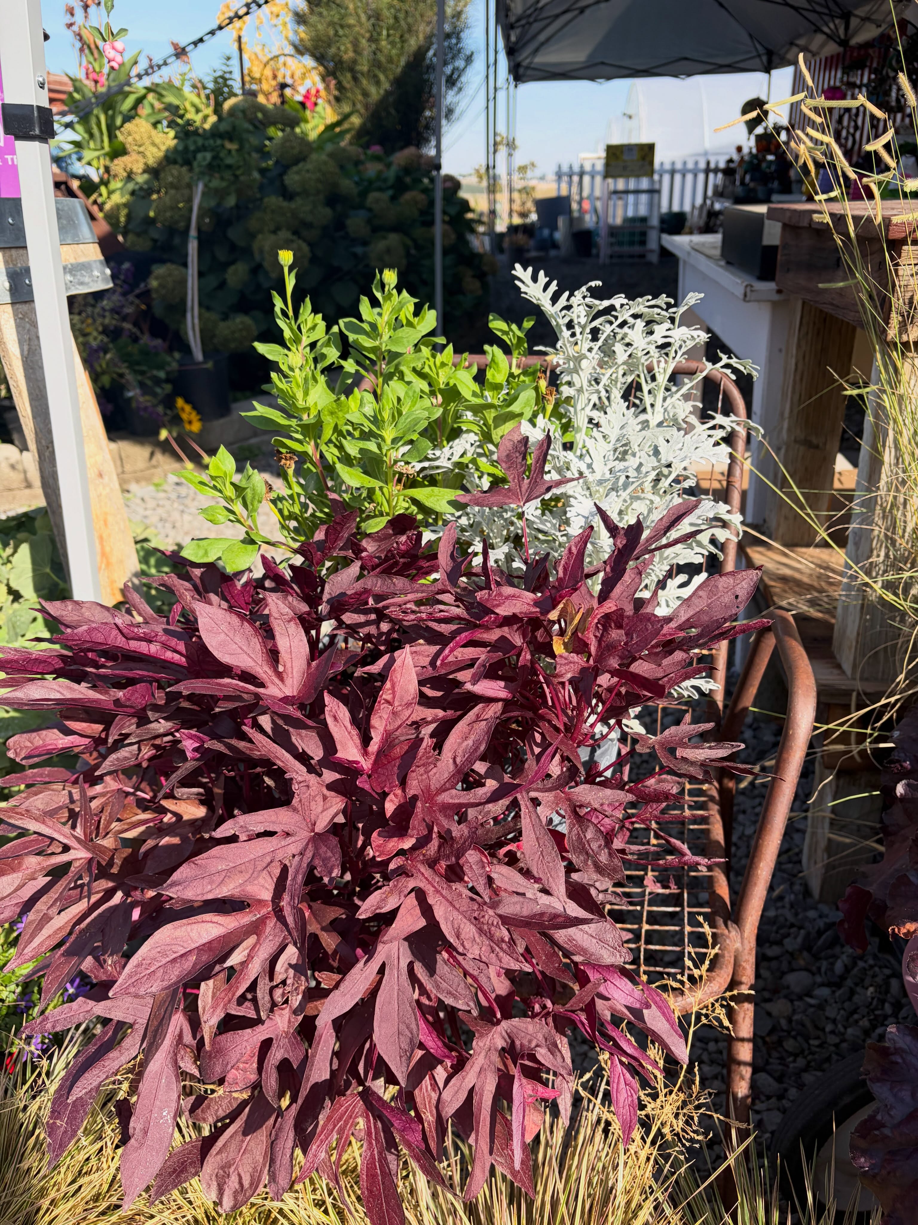 Simple. Beautiful. Ready to Go. ๐๐พ๐ชด Our fall refresh planters are pre-made for your pots, making seasonal decorating quick and easy.
โจNow only $10 each.
Grab yours before theyโre gone!