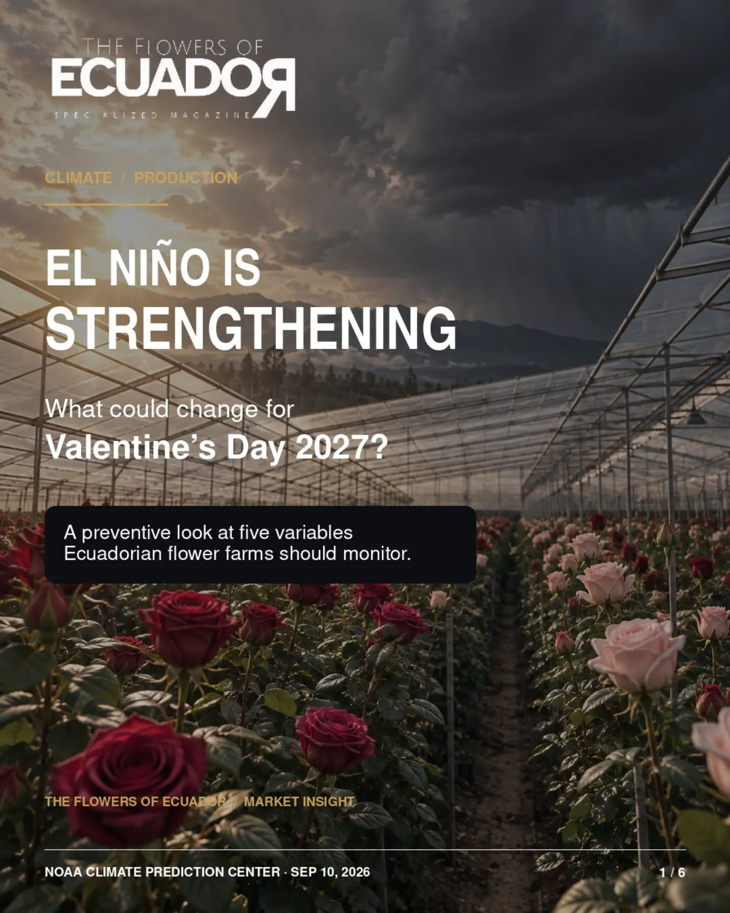 El Niño is strengthening, but a stronger climate event does not automatically mean identical impacts for every country, region or flower farm.
According to the ENSO Diagnostic Discussion published by NOAA’s Climate Prediction Center on September 10, 2026:
• There is a greater than 90% probability of a very strong El Niño during the Northern Hemisphere fall and winter of 2026–27.
• There is a 75% probability that its October–December 2026 intensity could exceed previous events in the ENSO record dating back to 1950.
These percentages refer to the expected strength of the climate event. They are not probabilities of crop damage, production losses, excessive rainfall, disease outbreaks or export disruptions in Ecuador.
NOAA also emphasizes that a stronger event increases the likelihood of typical El Niño, related effects, but those effects are not guaranteed.
Conditions may vary significantly between countries, production regions and even individual farms.
For Ecuadorian floriculture, the overlap with the Valentine’s Day production cycle makes this a relevant signal to monitor, not a reason for alarm.
Leaf temperature, night temperatures, humidity and VPD, radiation, irrigation, and sprouting uniformity should be compared with each farm’s own historical data and local forecasts.
The references to possible implications for flower production are an editorial interpretation by The Flowers of Ecuador. They are not a farm, specific forecast or an official projection of production losses.
Source: NOAA Climate Prediction Center, ENSO Diagnostic Discussion, September 10, 2026.
Official report: NOAA Climate Prediction Center
#TheFlowersOfEcuador #EcuadorianFlowers #ElNiño #Floriculture #ClimateMonitoring ValentinesDay2027 FlowerIndustry