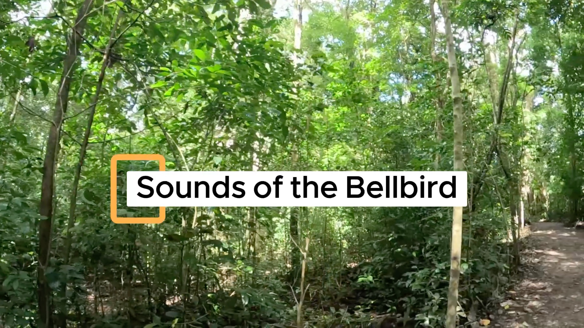 The bellbird has a really irregular sound, nothing else in the forest sounds like it. To me it sounds like a rusty iron gate when you try to open it, what does it remind you of? Let me know in the comments
#CostaRica #freddycostaricaexperiences #VisitCostaRica #CostaRicaWildlife