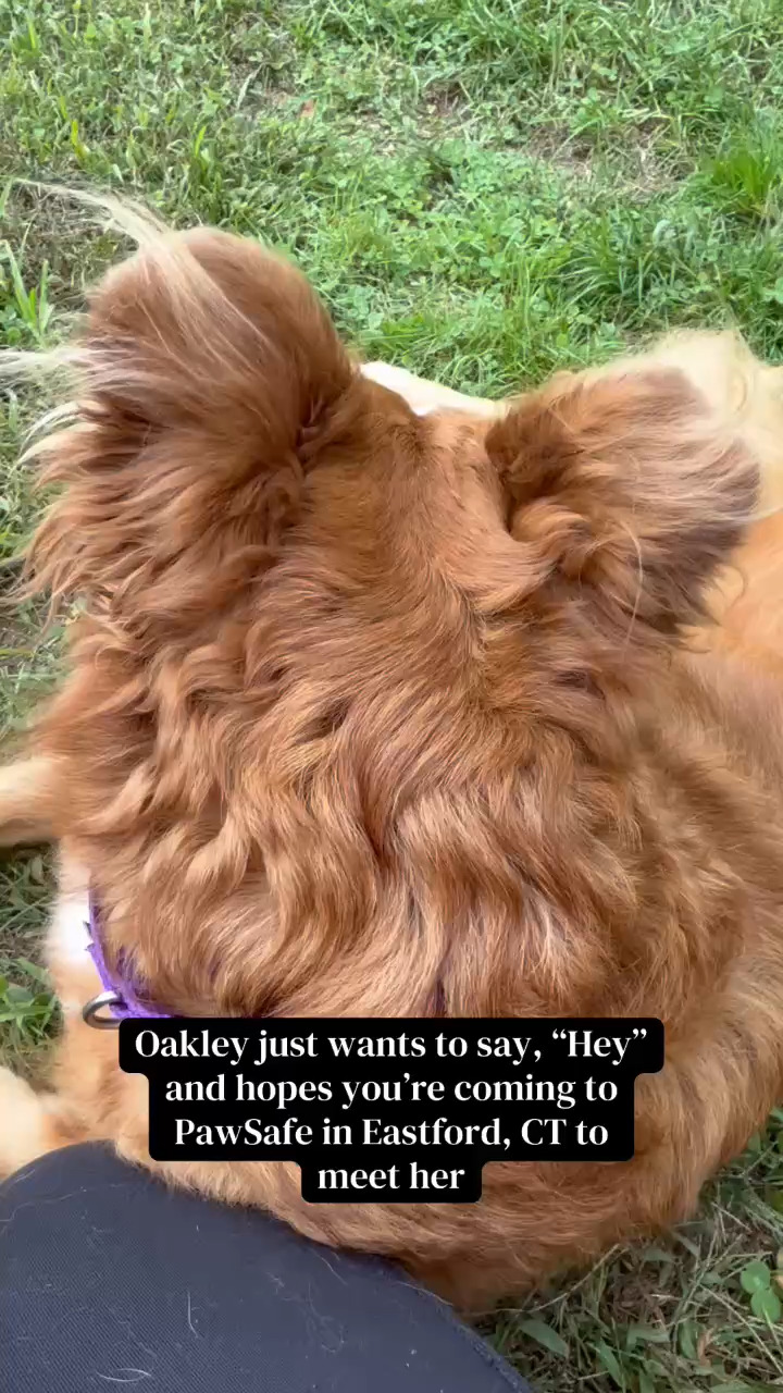📍Meet me at PawSafe Animal Rescue, 348 Old Colony Rd, Eastford CT
Wed 4-6:30/Thurs 10:30-12:30/Sat & Sun 11-1
🌎www.pawsafe.org for more info