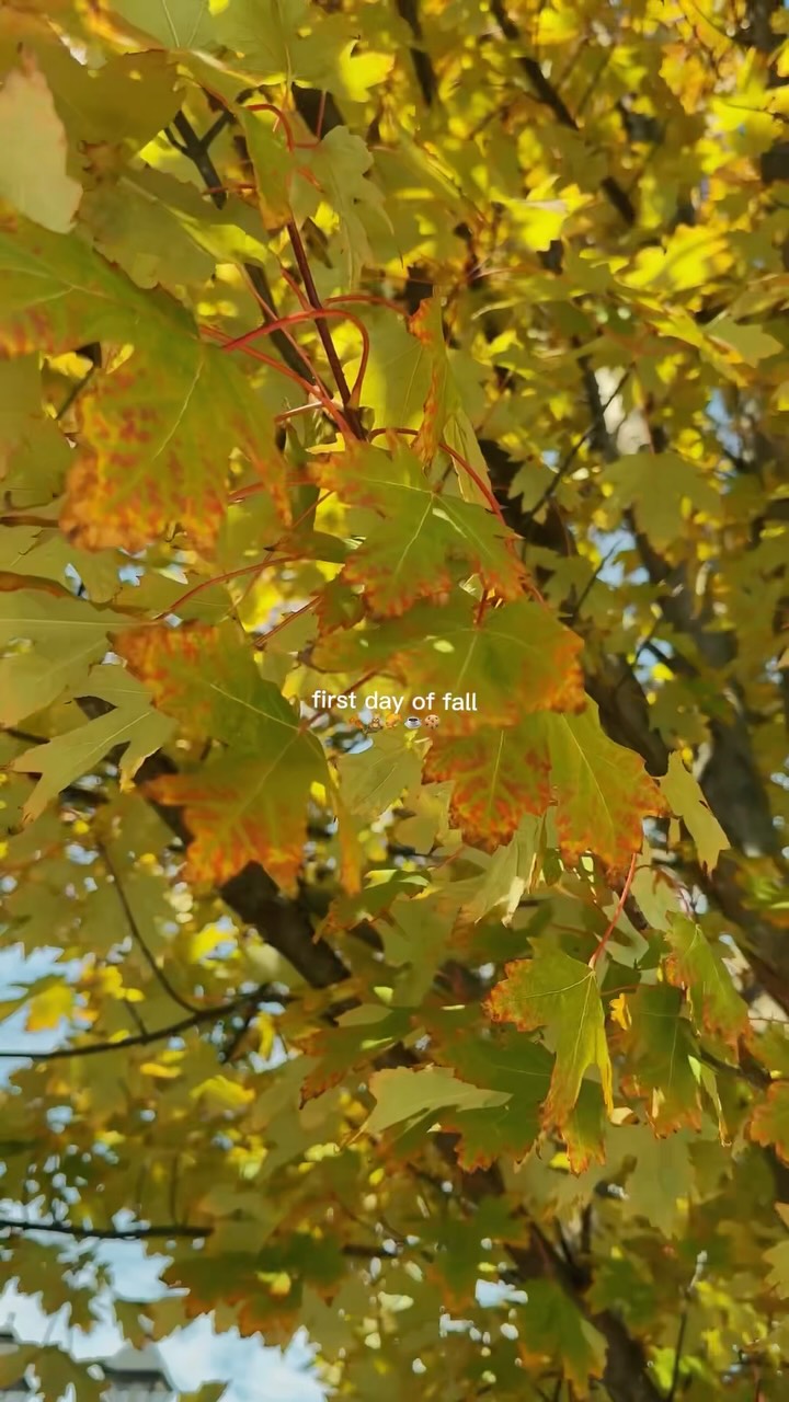 Fall has officially arrived! 🍂 Our property is starting to fill with beautiful autumn colors, and we can’t wait to watch the trees transform throughout the season!
