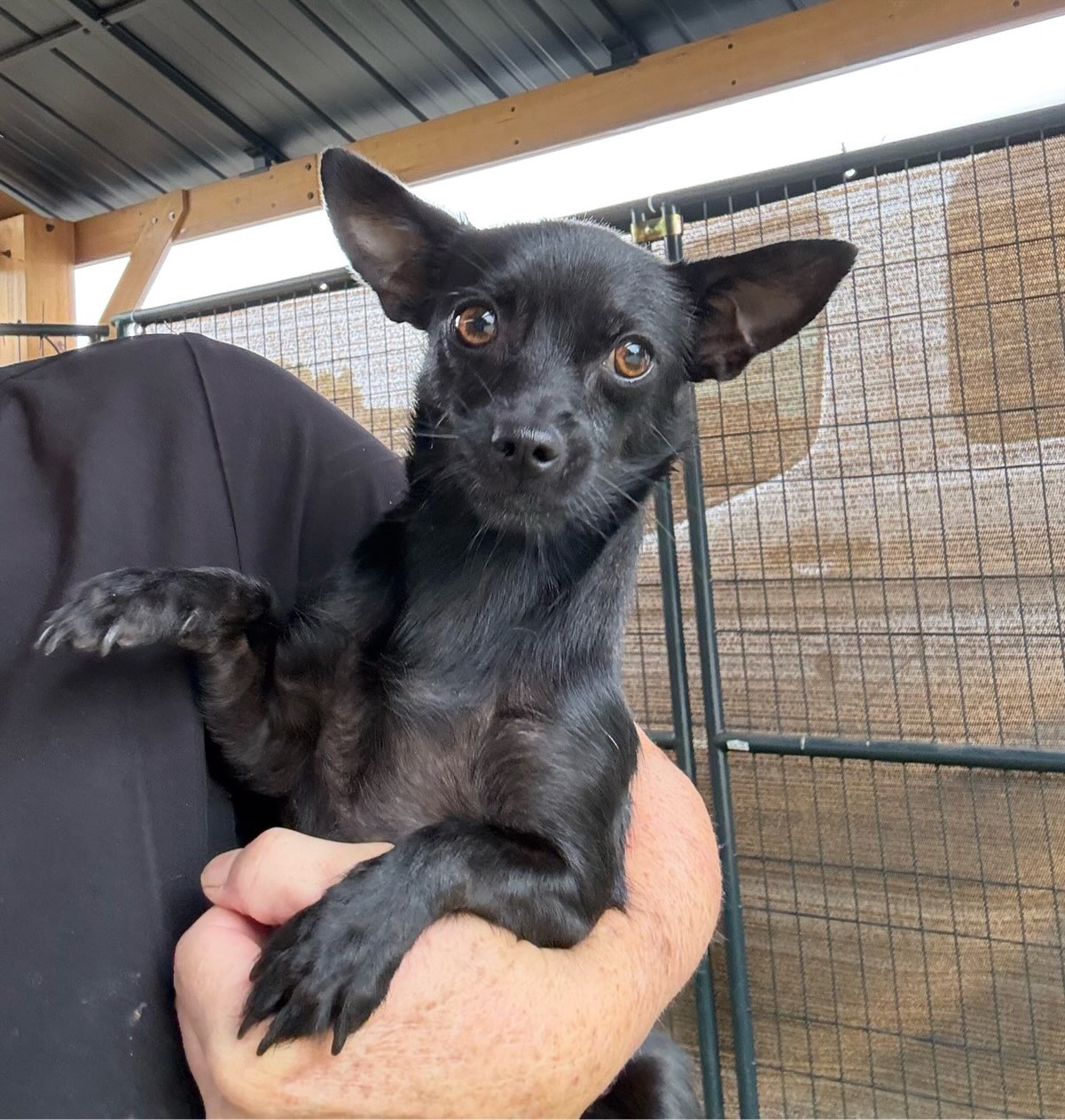 This is Jewel. She is a tiny, 2 year old Chihuahua. She is quiet, gentle, and good with other small dogs.