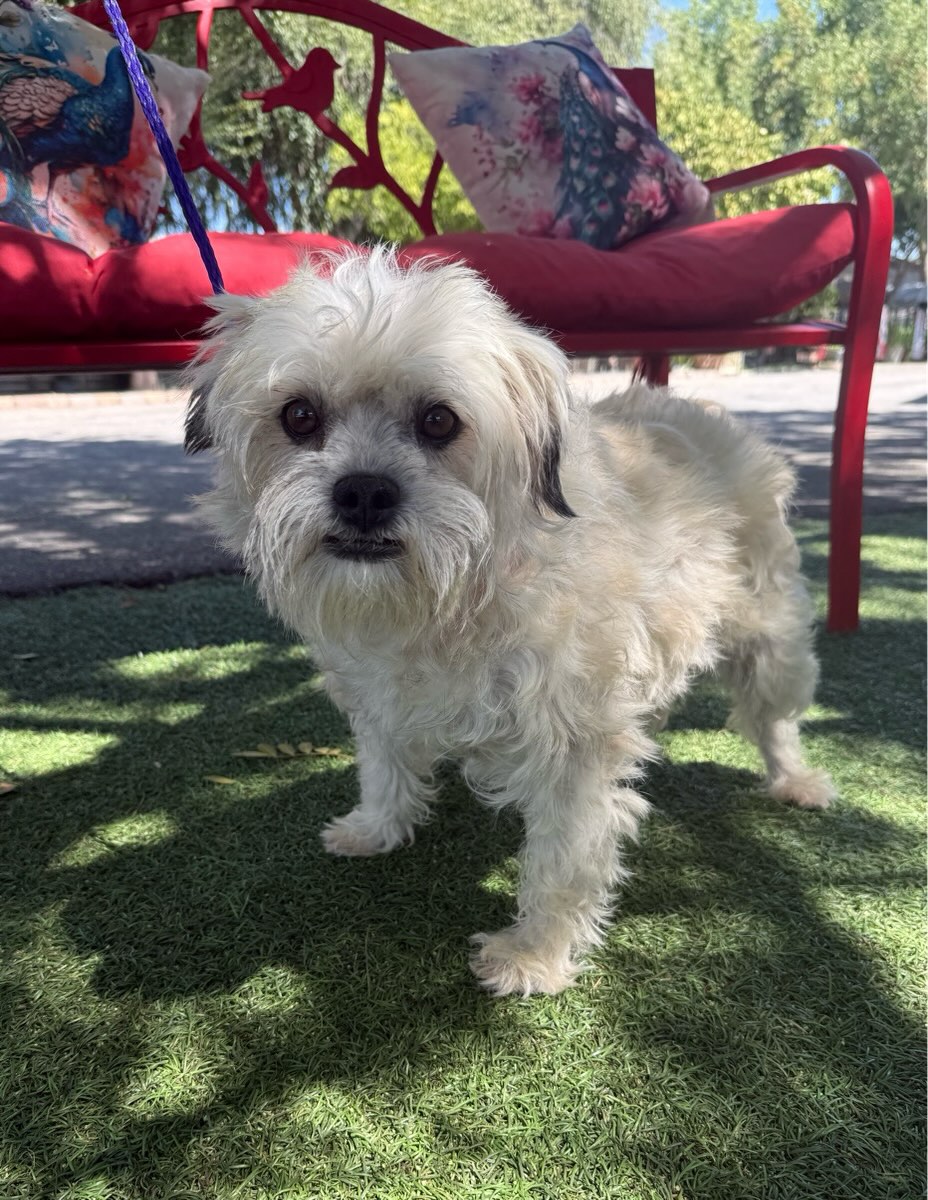 This is Chloe. She is the most precious, 4 year old Lhasa - Poodle mix. She is a very gentle, very kind, quiet, humble dog. She walks on a leash and is about 25 pounds. She hasn’t had much love or care. She came in with two puppies.