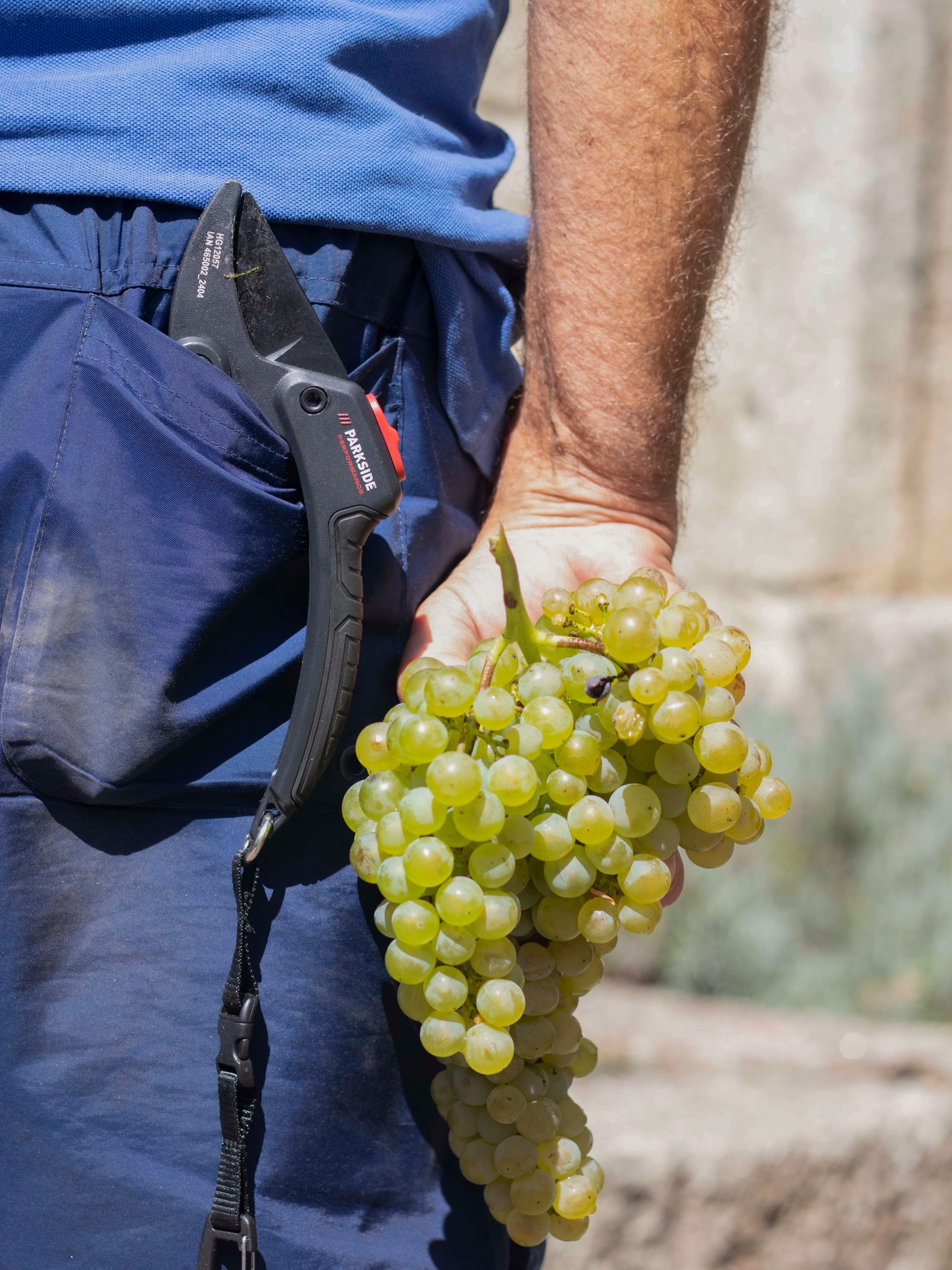 As vindimas de 2026 chegaram ao fim. 🍇✨ Foram dias intensos de trabalho no campo, mãos nas videiras, entreajuda e dedicação.
A entrega de quem esteve na vinha, aliada às excelentes condições que este ano nos trouxe na Região dos Vinhos Verdes, deixa-nos com as melhores perspectivas: uvas com ótimo vigor e qualidade que prometem dar origem a vinhos de grande qualidade. Assim esperamos!
Agora, o trabalho na vinha termina para dar lugar ao tempo e à sabedoria na adega.
__
EN
The 2026 harvest has come to an end. 🍇✨ They were intense days of field work, hands on the vines, mutual support, and dedication.
The commitment of everyone in the vineyard, combined with the excellent conditions this year brought to the Vinho Verde region, leaves us with the brightest prospects: grapes of great vigor and quality that promise to yield exceptional wines. So we hope!
Now, the work in the vineyard concludes to make room for time and wisdom in the cellar.
#Harvest #QuintaDosEncados #vindimas2026