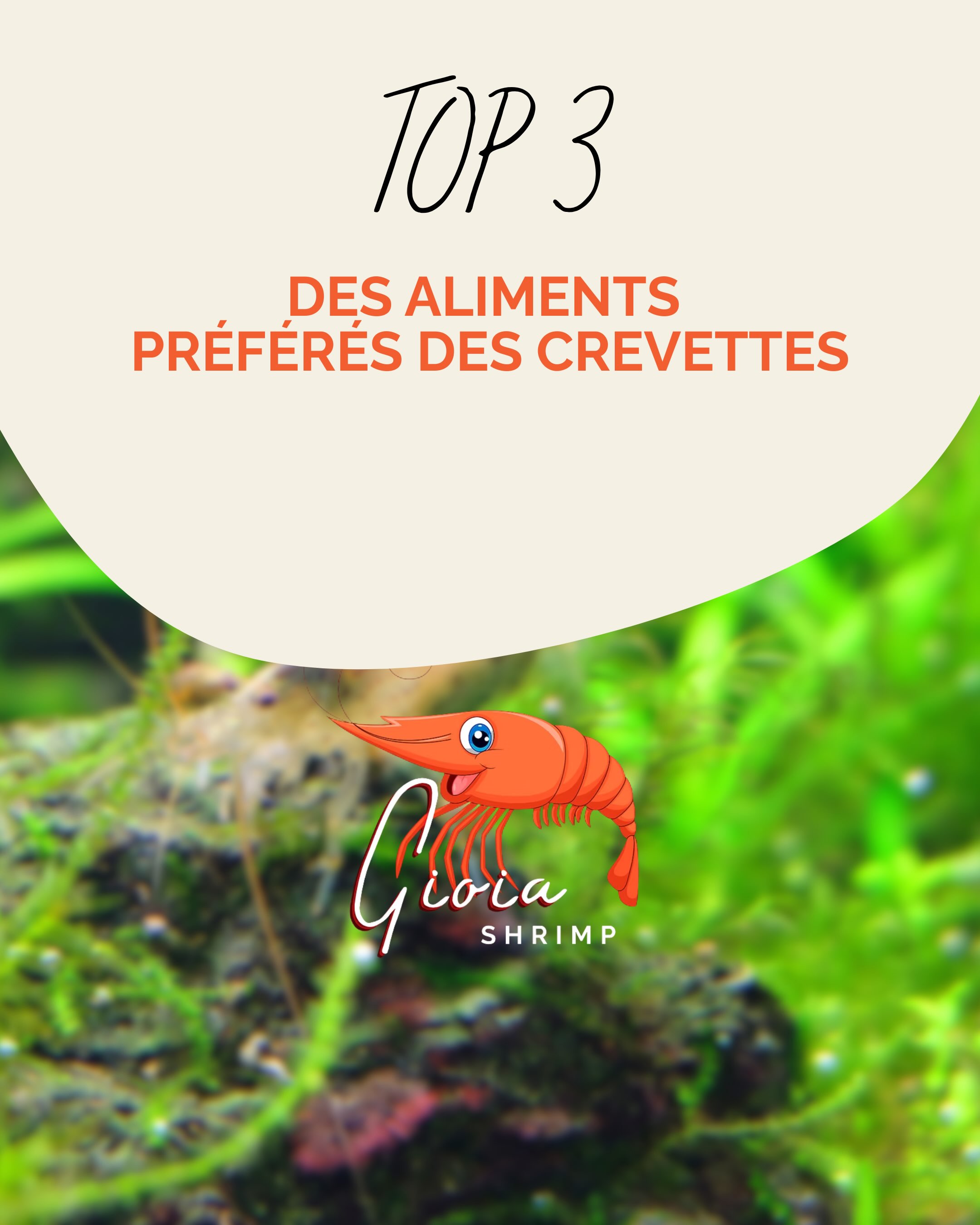 Une alimentation saine et 100 % naturelle est essentielle pour préserver la santé, la mue et l’éclat des couleurs de vos crevettes 🦐
En tant que professionnel passionnés, nous élaborons chaque recette avec des ingrédients rigoureusement sélectionnés pour répondre précisément à leurs besoins 🌿
Ce Top 3 rassemble les incontournables d’un bac équilibré. Offrez à vos colonies le meilleur de l’artisanat français pour assurer leur vitalité au quotidien !
Retrouvez l’ensemble de notre gamme chez nos revendeurs partenaires.