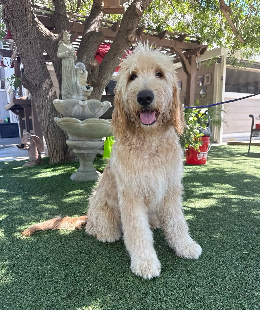 This is Otter. He’s the cutest, big, puppy. His is an 8 month old Goldendoodle. He is house trained, good with other dogs, good with cats, friendly, walks on a leash, and lived in a home with kids.