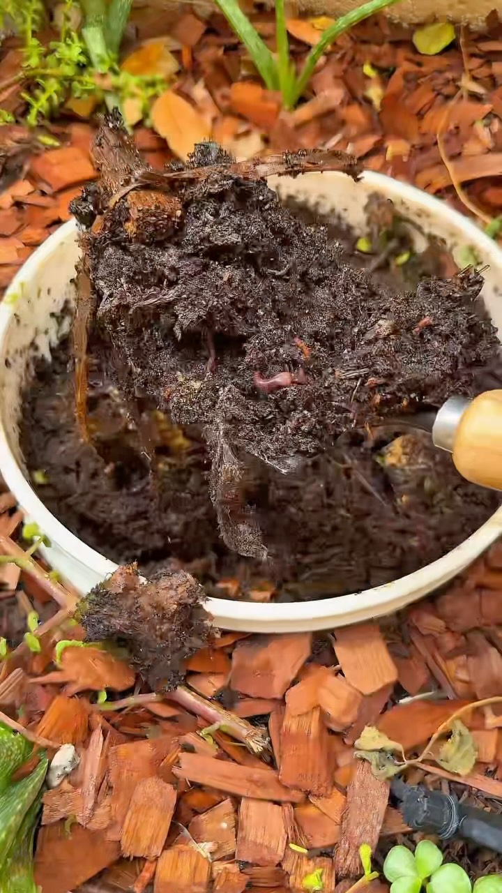 DIY in-ground worm compost bin for a garden bed 🪱🌻
I used a five-gallon bucket with ~one-inch holes throughout the sides to make this bin. I buried it in the bed with the lid above the soil, added damp bedding and red wigglers, then started feeding them small amounts of chopped fruit and vegetable scraps. You could also make an in-ground worm bin with a wire basket and a terracotta lid!
I use a contained bin instead of trench composting directly among my plants! This is because as carbon-rich material breaks down in soil, microbes can temporarily use nitrogen that plants need. This is called nitrogen immobilization. It depends on what you bury, so food scraps alone do not automatically cause a nitrogen shortage. Keeping the active material in one spot also makes it easier for me to check moisture and avoid overfeeding!
This is for SMALL amounts of food scraps and soft garden trimmings, not a whole yard’s worth of waste. Add more food only as the previous feeding breaks down, keep the bedding damp, and use a secure lid.
Be sure to check your location before putting composting worms in an open-bottom or perforated garden bin. If worms could spread from your bed into nearby natural habitat, use a fully contained worm bin instead. Earthworms can disrupt ecosystems. 🐌🪱🤎🍂
But, for the right garden, it’s a simple way to turn a few scraps into worm castings right where you grow! #composting #compost #foodwaste #gardening #zerowaste