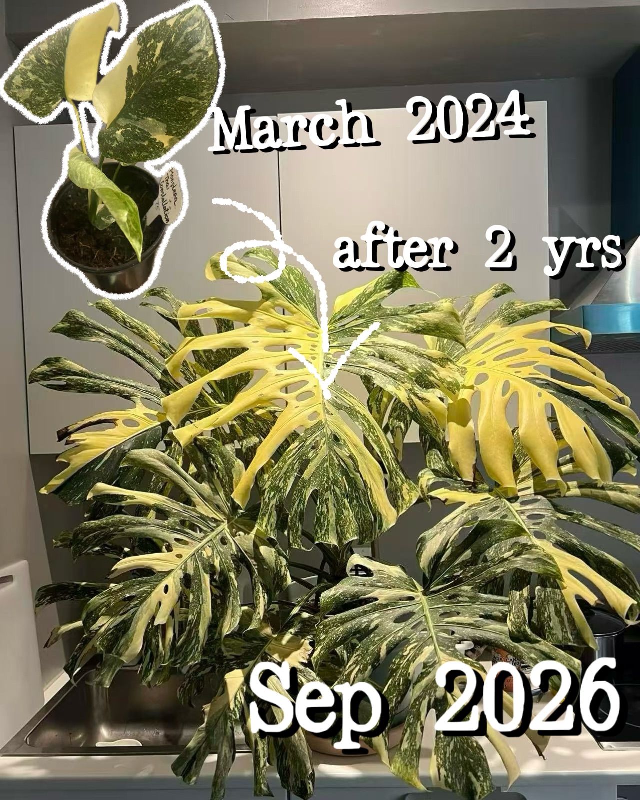 She gave it a home. It gave her a little jungle.🌿
One of our lovely customers brought this little guy home back in March 2024 when it only had a few leaves. Over the last two years, with just regular watering and bright indirect light, it has grown big enough to fill an entire corner of her home.
This is the Monstera Thai Constellation, a stunning variegated variety originally cultivated in Thailand. It’s famous for its creamy, star-like patterns, and it thrives when given well-draining soil and room to spread its roots.
A huge thank you to our customer (who wishes to remain anonymous) for sending us these photos. We always love hearing how the plants from our shop are doing in their new homes. Knowing they’re growing happily and becoming part of your everyday lives brings us so much joy. 💚
#petalwoodfloraldesign #halifax #plant #plantshopping #Monstera