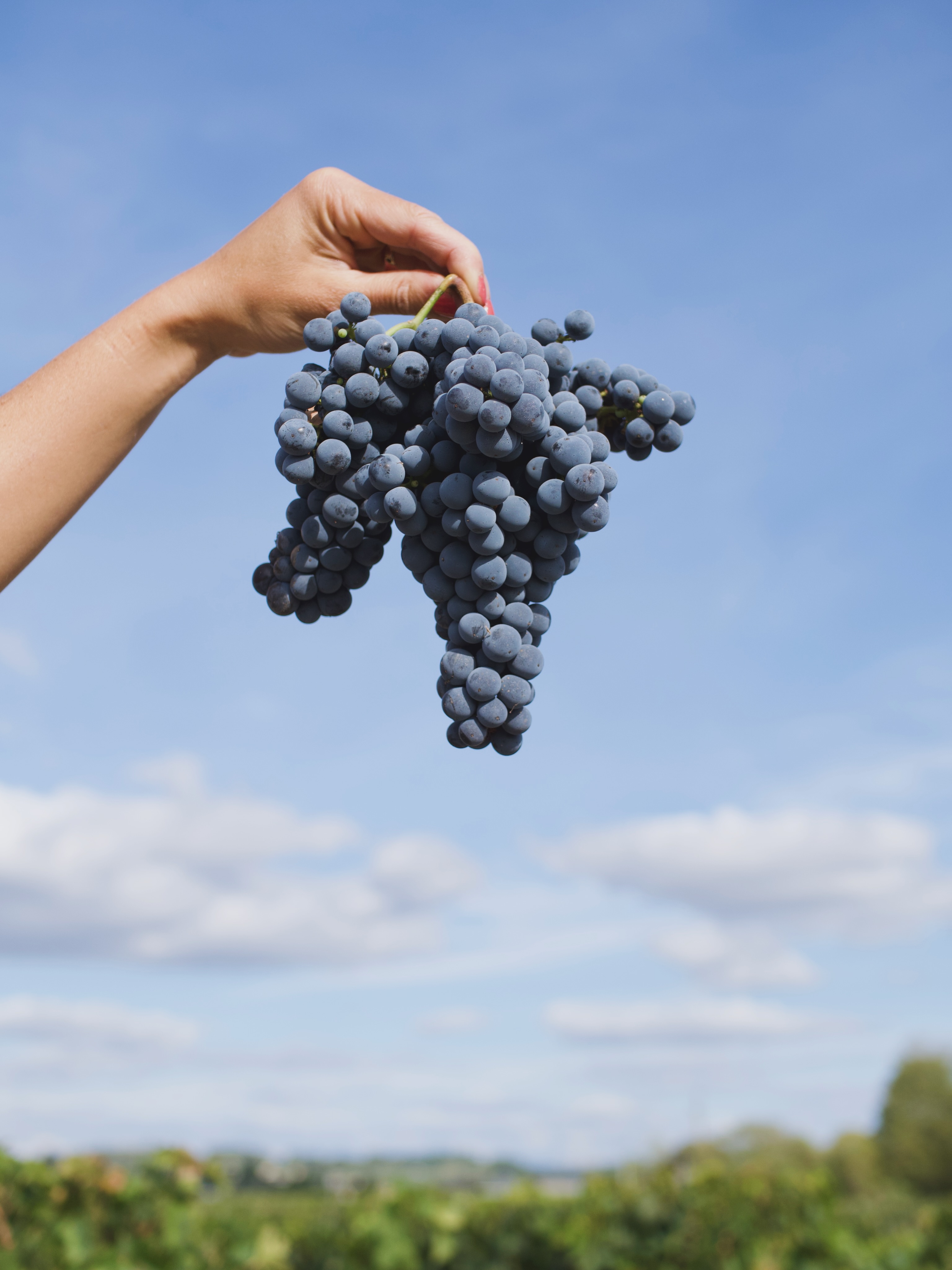 Ils sont pas beaux ces cabernets ?! Dernier jour de vendanges demain à Lescours. Les conditions climatiques de ce millésime nous ont permis de pousser la maturité et d’éviter le développer de la pourriture. Ça va être bon !
*****
Aren’t these Cabernets beautiful?! Last day of harvest tomorrow in Lescours. The weather conditions this vintage allowed us to maximize ripeness and prevent the development of rot.
It’s going to be delicious !