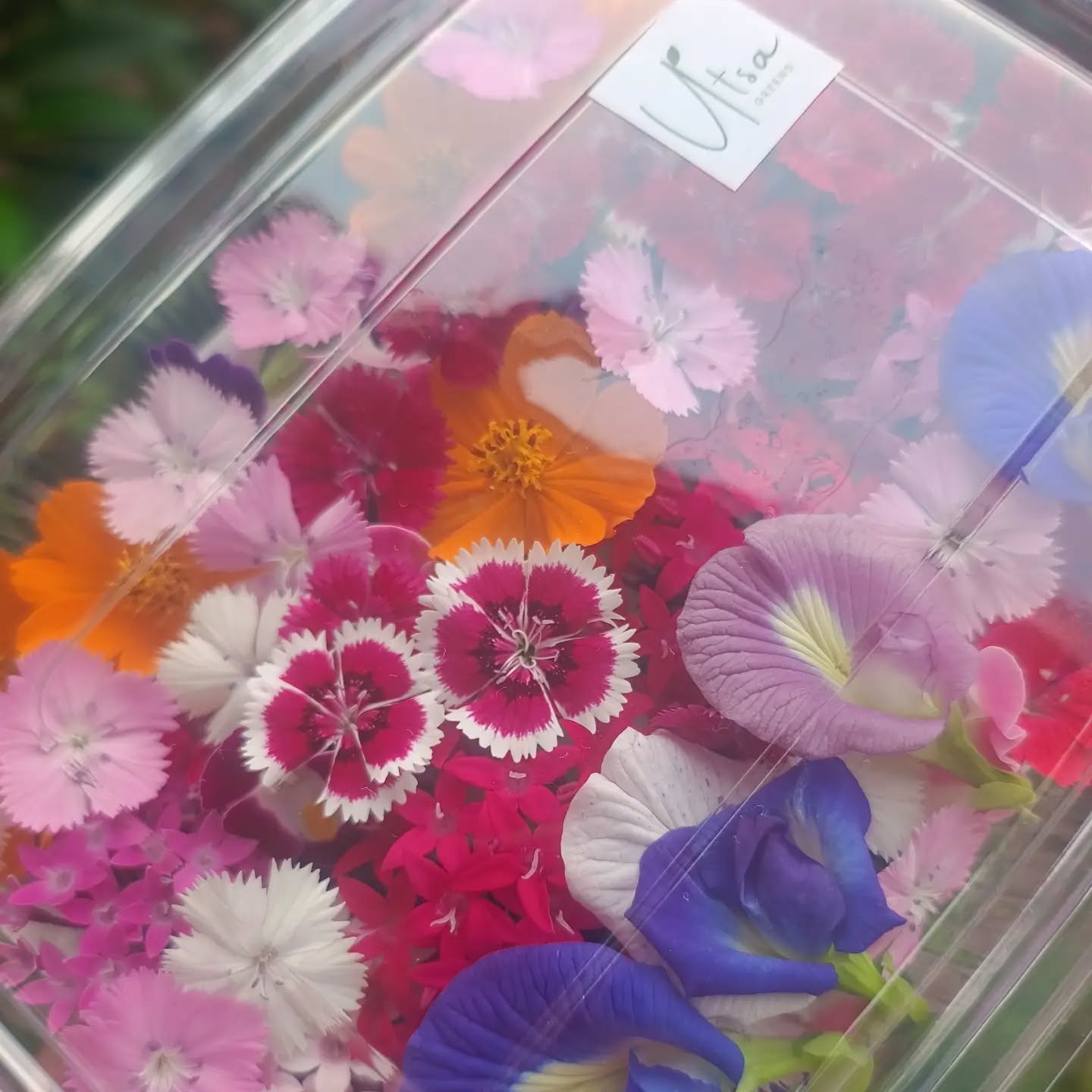 Season's Best Edible Flowers 🌸✨
#edibleflowers #garnishgame #freshflowers #cocktailbar #gourmet