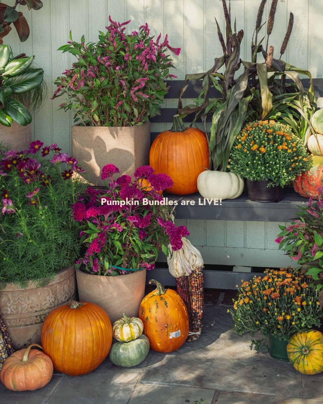 Fall came a few days early! 🎃 Pumpkin bundles are live on the website in two sizes and three different styles ready to transform your front stoop for enchanted, autumnal gatherings this season.
🍂 Shop the 'Autumn Classics' bundle for orange and white hues that are classic fall with a nostalgic vibe.
🔮 The 'Moody Medley' bundle includes shades of green, white, and blue for muted magic by your door.
🧡 Or, get the best of both worlds with the 'Harvest Mix' bundle featuring a little bit of everything!
Don't be spooked 👻 if you rather make your own bundle, pumpkins will be available to shop in store starting next week! Stay tuned!
*Please note that colors and patterning are all unique and may change from the images provided.*