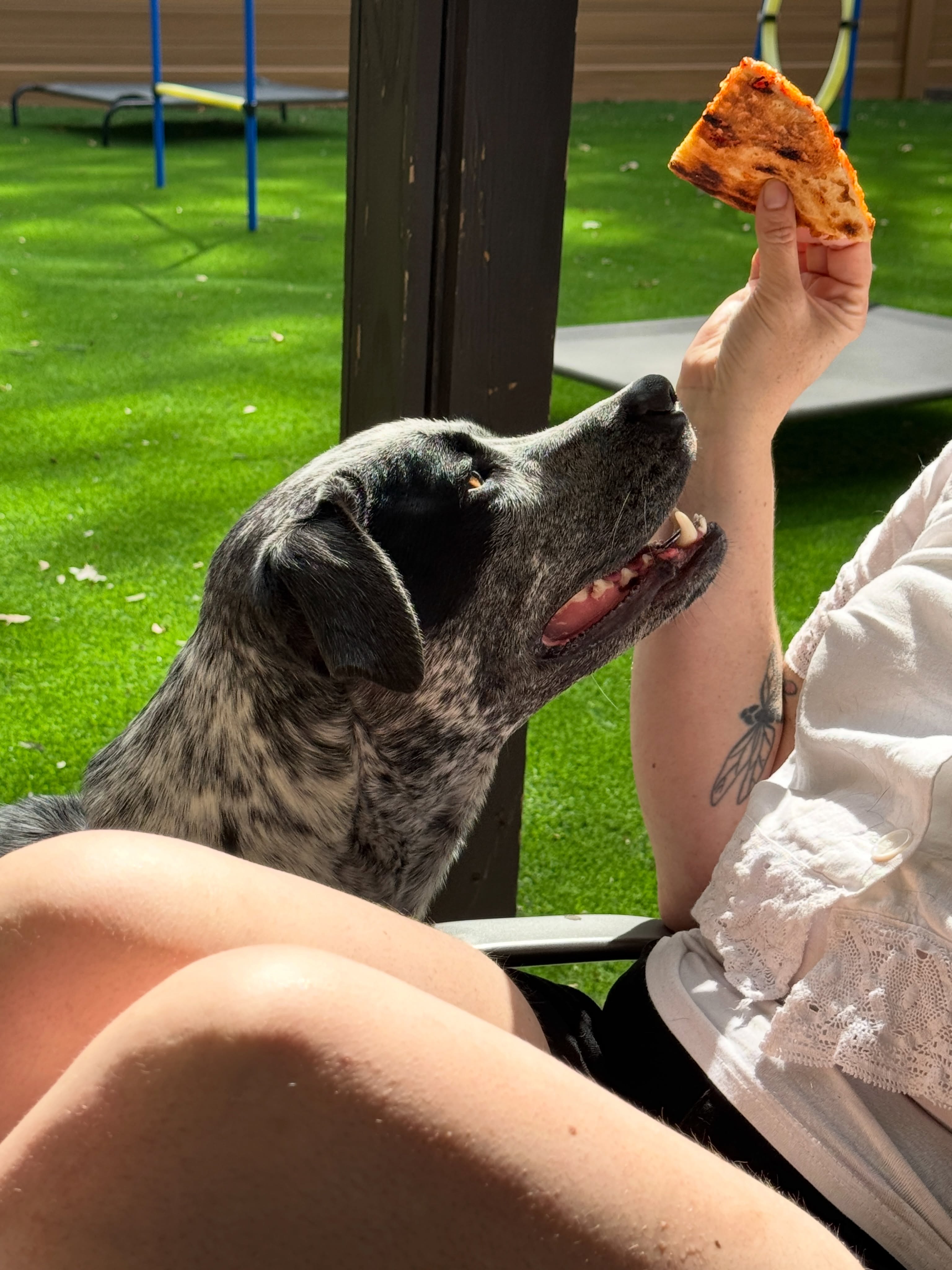 Focused. Tenacious. Delusional. Sorry, Vi. No pizza for puppers.