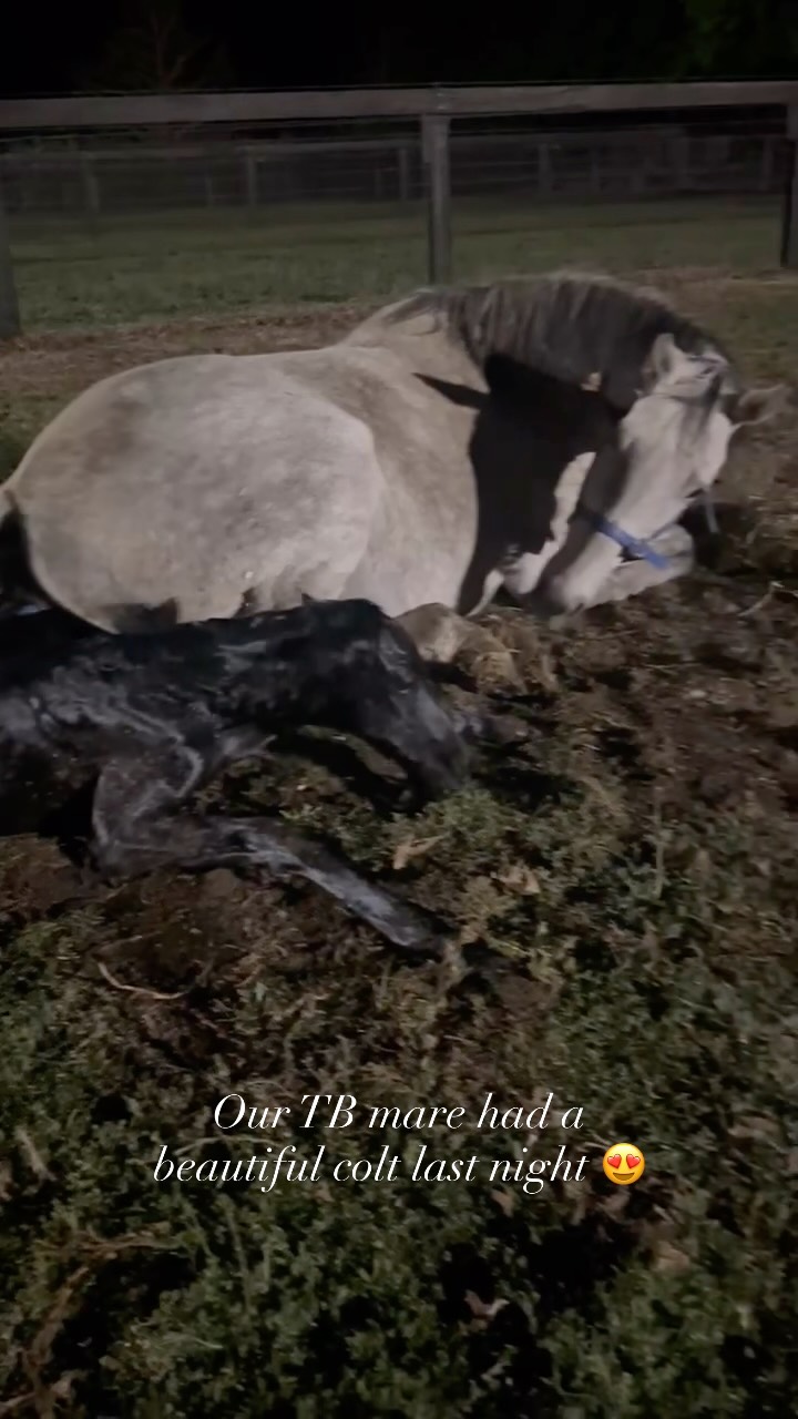 @mpmeredithpark ๐โค๏ธ #foalingseason #foals2026 #horsevet #veterinarycare #horselove
