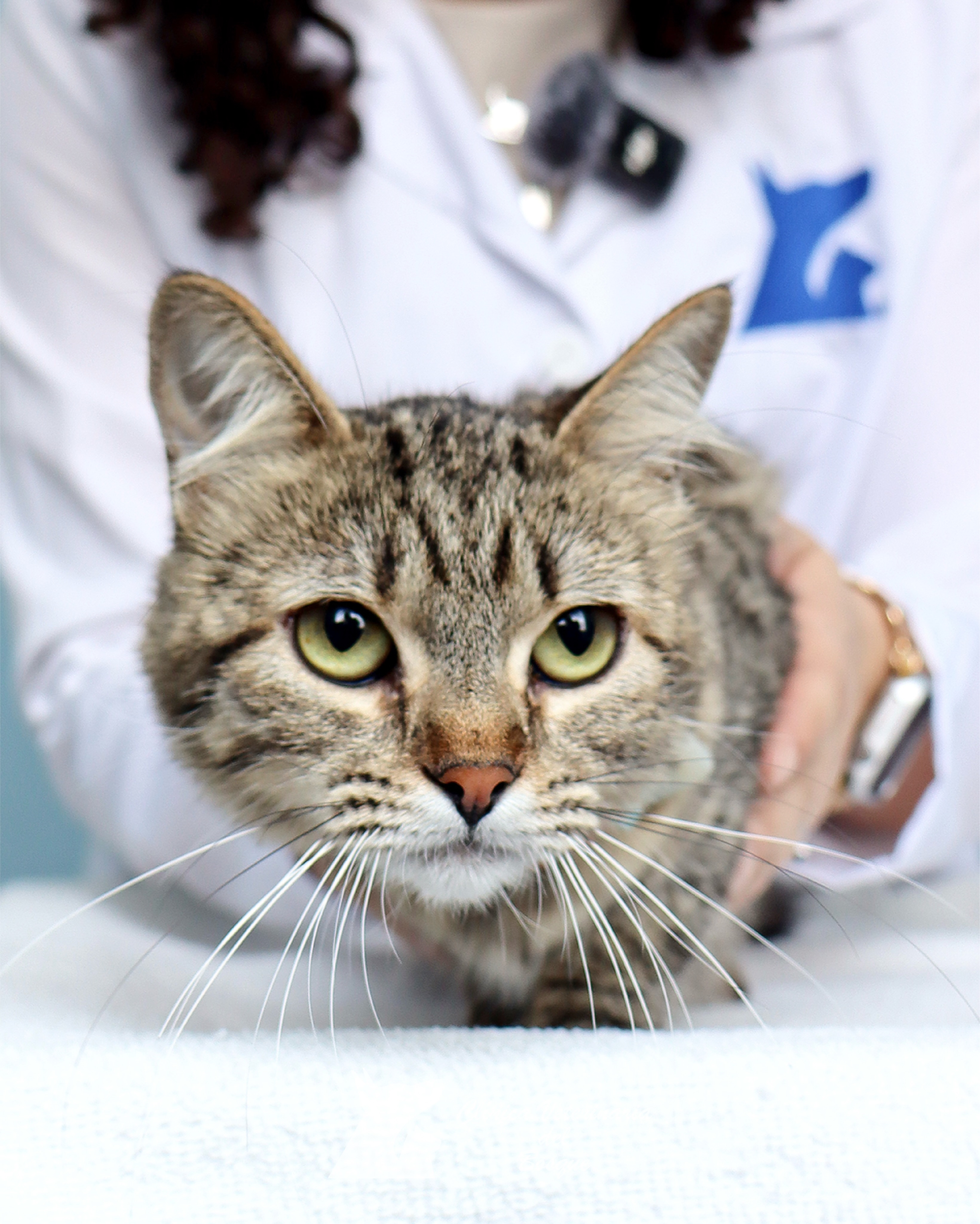 Hoy tuvimos la visita de Scarlett 🥰💕 quien nos visitó para su cehck-up de rutina.
#SaludFelina #MedicinaVeterinaria #gatos #hospitalveterinario