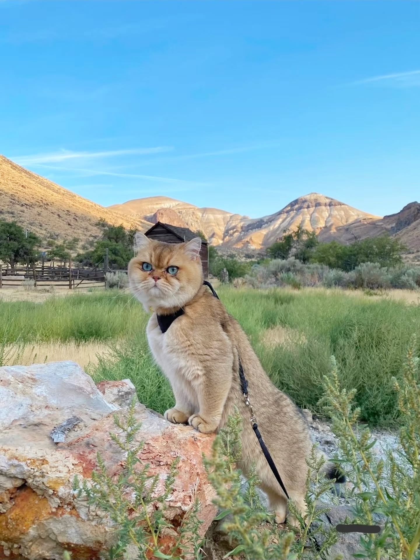 I am so impressed by where life takes my babies! Another trip for the win ๐ for this guy ๐ฝ @coupon.the.cat
#britishshorthair #travelusa #pettravel #catlife