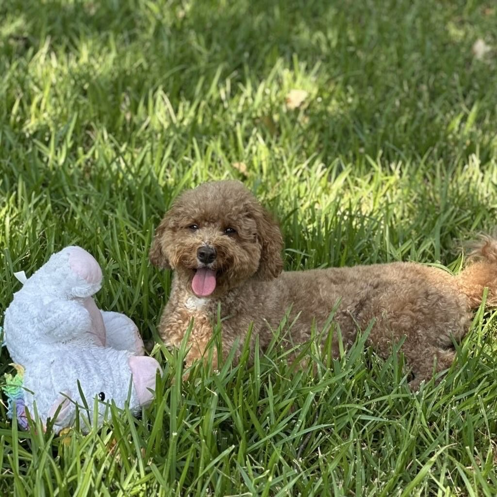 We’ve been a little quiet on social media lately, but we’ve been paws-itively busy behind the scenes!
Meet our newest Pals… Lottie, Buddy, Phoebe, & Ethel!
Also….🥁🥁🥁
I’m so excited to officially introduce Mary Elaine (M.E.), the newest sitter to join the Katie’s Pet Pals crew!
She’s already been out and about meeting some of our longtime Pals, helping with vacation visits, going on walks, and getting in plenty of cuddles 🐾💜