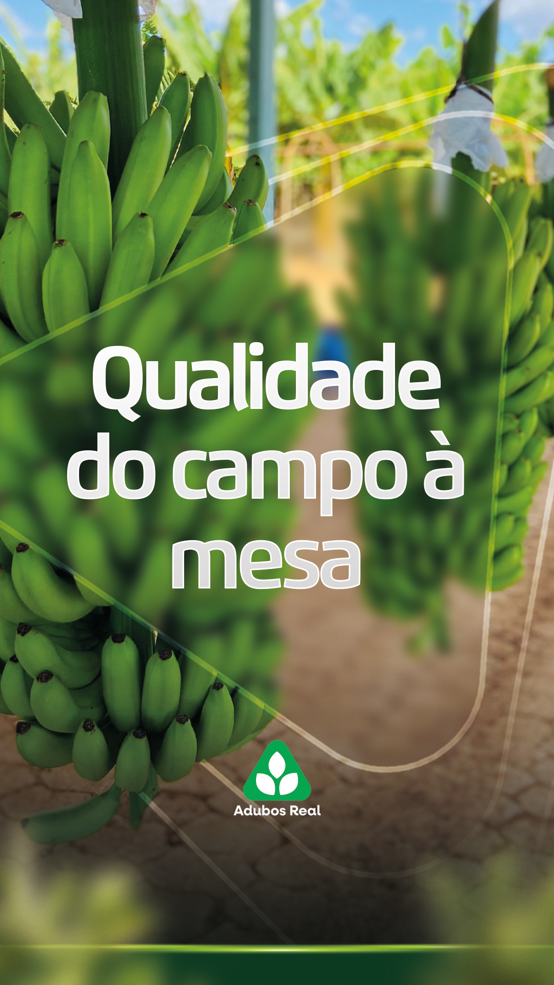 A qualidade e os resultados são construídos ao longo de todo o ciclo, com decisões que passam pelo solo, nutrição, desenvolvimento da planta e manejo de cada fase. 🌱🍌
É esse cuidado contínuo que prepara a lavoura para chegar à colheita com o resultado que o produtor busca.
Estamos ao lado do produtor em cada uma dessas decisões.
Fale com os nossos consultores!
#Bananicultura #Banana #nortedeminas #Agronegócio #ProdutorRural