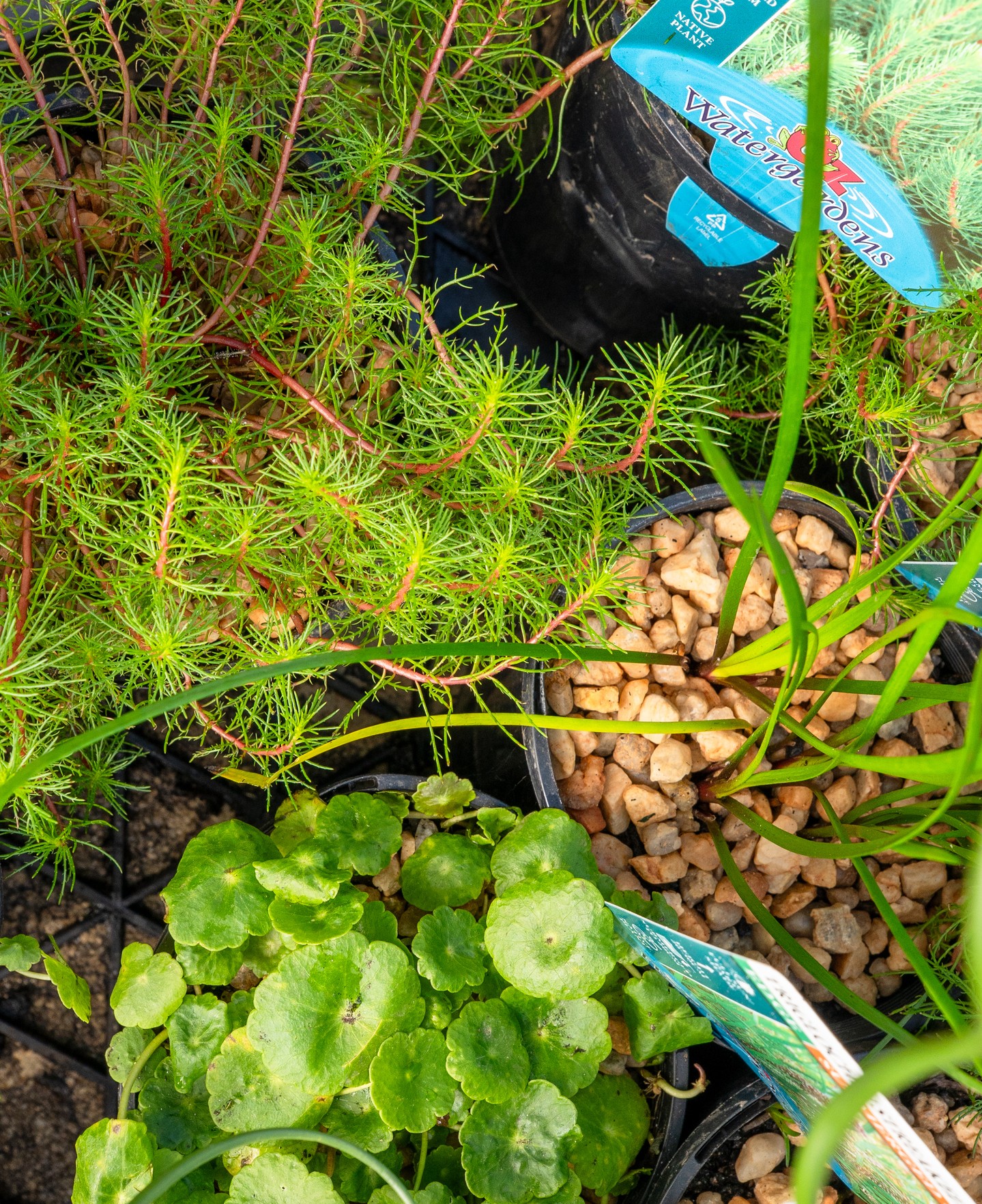 A lesser known corner of Macedon Nursery & Garden Supplies. Aquatic and pond plants are in stock, including oxygenating submerged varieties, marginal rushes and sedges, and spreading pond-edge plants like pennywort.
If you have a pond, water feature or dam edge that needs establishing, late winter into spring is a good time to get plants in before the water warms and growth accelerates through the season.
#macedonnursery #pondplants #macedonrangesgardens