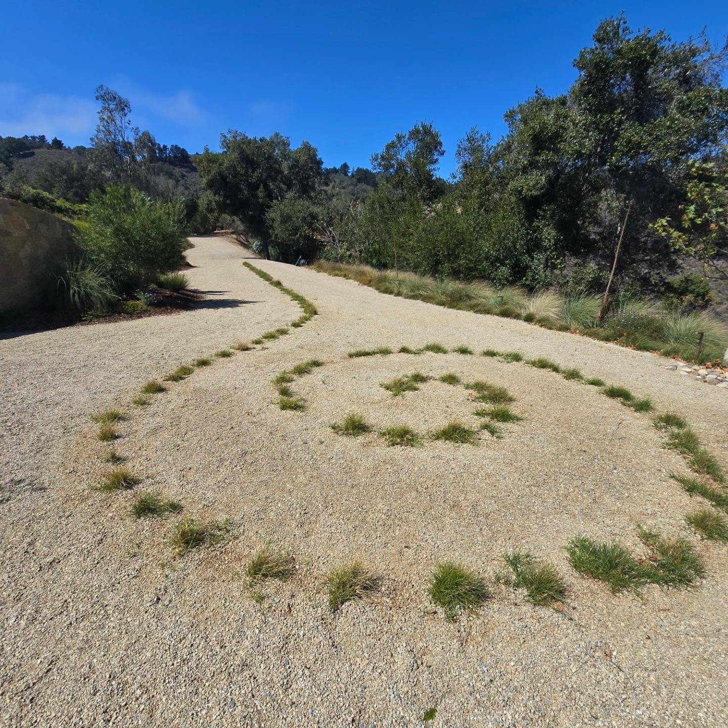 Grass Spiral #BigSur
#CarexPansa
#LandscapeDesignBuildMaintain
#CarmelPointLandscapes