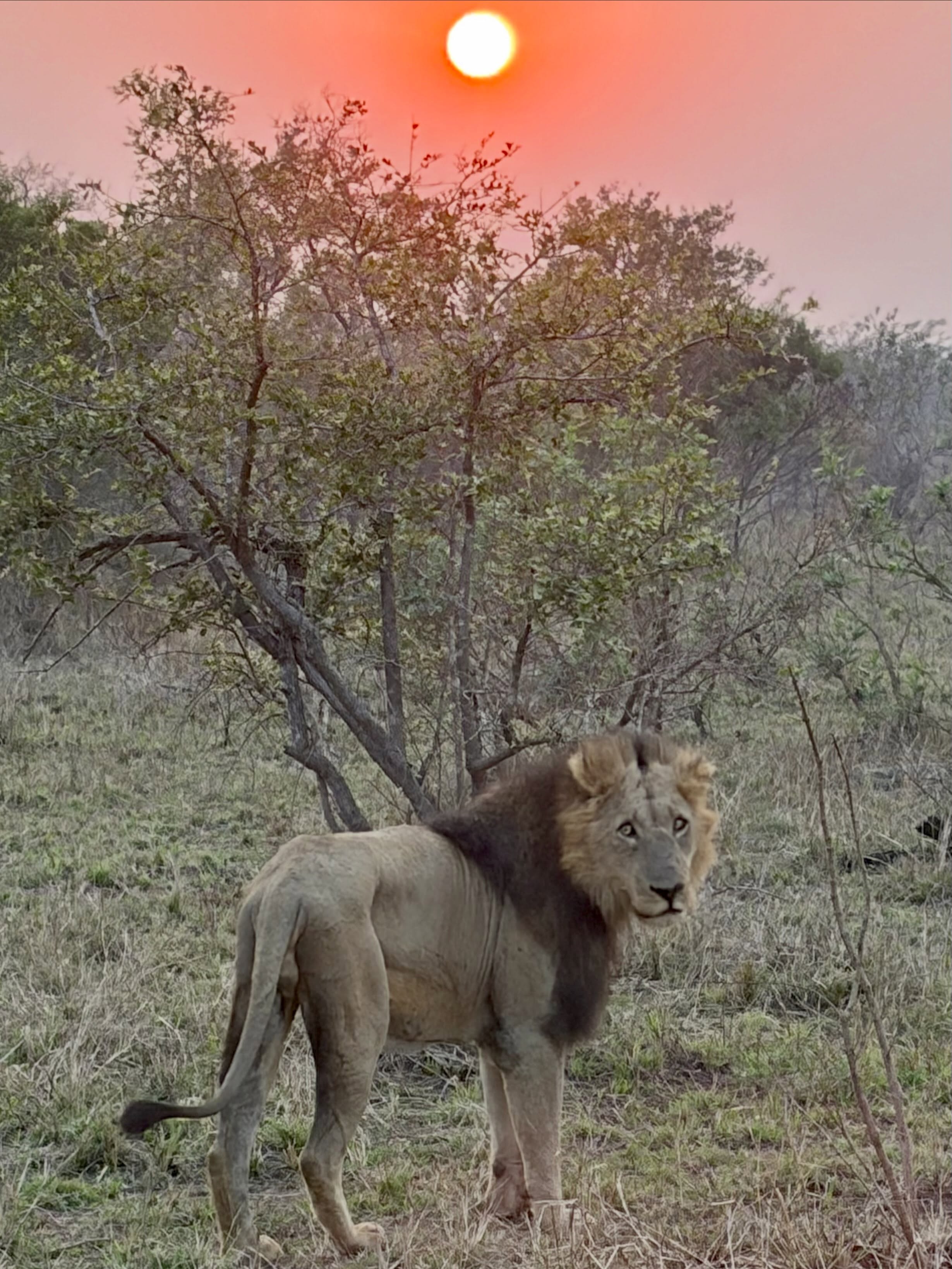 The real stars of the show!! South Africa 🇿🇦 Country #87, Part 2. Did you know?
🦁 Kruger National Park is one of Africa’s most famous safari destinations and covers almost 2 million hectares, making it larger than some countries. It is home to around 148 mammals and more than 500 bird species.
🐾 I was especially excited and amazed to see the lions! Around 1,500 of them are found in the Kruger.
🐘 The famous Big Five are: lion, leopard, elephant, rhino and buffalo.
🚙 We spent time both in a safari vehicle and driving ourselves. We were grateful to meet so many of the locals!
#SouthAfrica #Kruger #Safari Lions