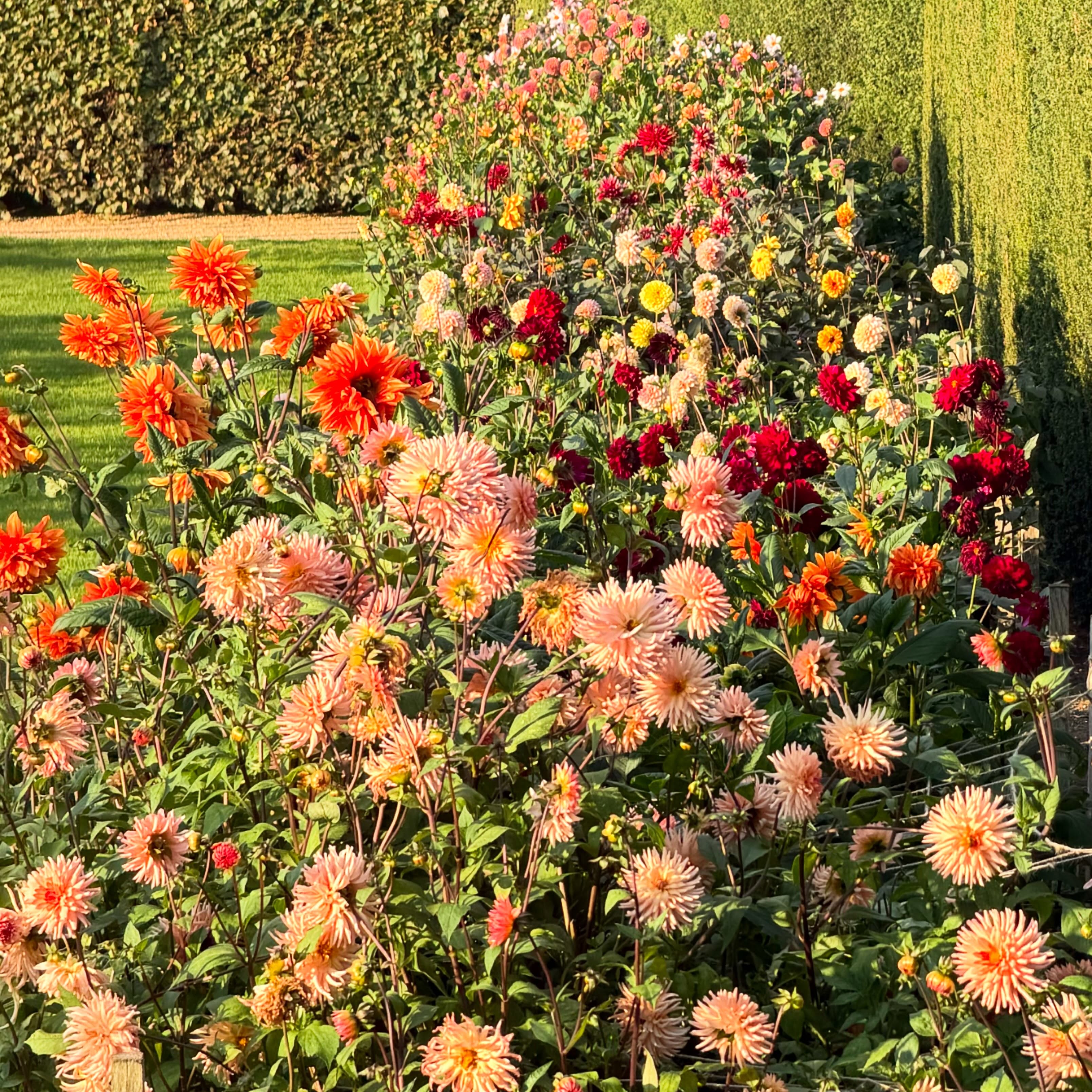 Delightful Dahlias