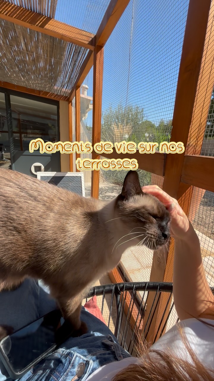 Nos moments sur les terrasses en profitant de la douceur de Septembre 🐱
#pensionpourchats #hotelpourchats #cat #larecreduchat #aixenprovence