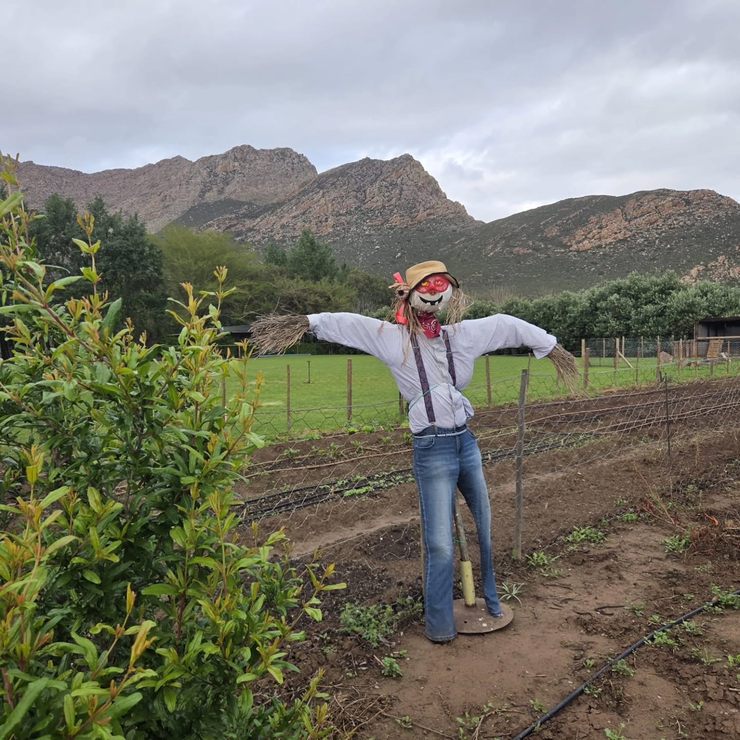 Please welcome Oom Skoffel to Klein Nektar.
Our newest farmhand.
His job: vegetable garden security.
His qualifications: questionable.
His work ethic: still under investigation.
His commitment to standing around doing absolutely nothing: impressive. 😂
Welcome, Oom Skoffel! 👨🌾🌱
#OomSkoffel #KleinNektar#KleinKaroo #LifeOnTheFarm #FarmCharacters 🌱👨🌾🤣