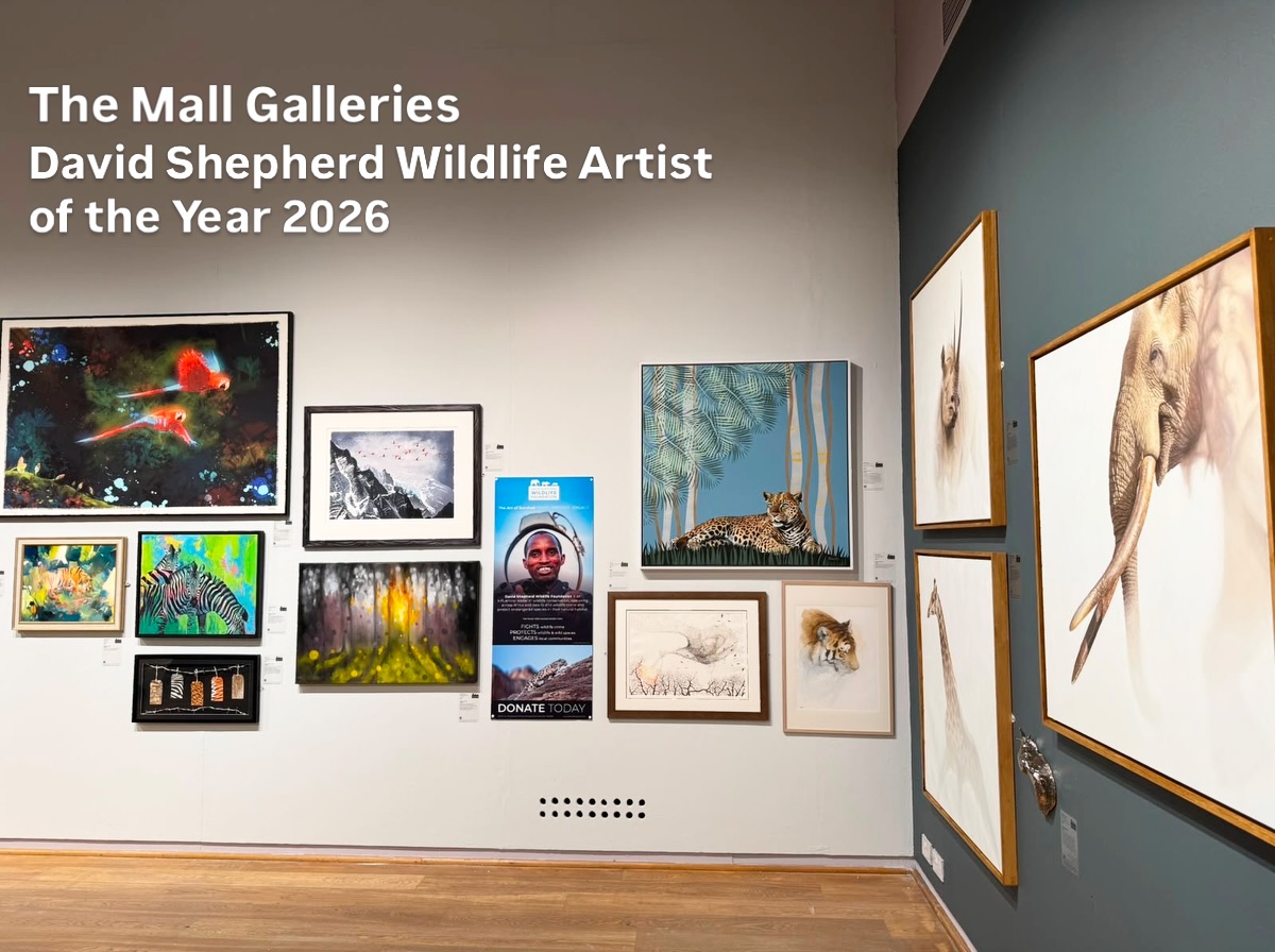 Sadly I never got to see the exhibition for David Shepherd Wildlife Artist of the Year 2026 at @mallgalleries but I’m grateful for the very kind words of the team & the photos of my work hanging in this prestigious event.
It’s lovely to see my painting was hung next to the winner of this year’s competition @stefanozagaglia & I would have loved to see all the other works in person.
I’m grateful I did sell a mini master which is a donation to the wildlife fund.
My painting Saudade (The Dreamer) now has a new journey & is heading to @saatchi_gallery for @britishartfair with @thehydegallery
Thank you again @dswfwildlifeart @dswfwildlife for making me a finalist & next year I will paint something new & try even harder!
In the meantime I’ll look forward to receiving my catalog so I can see the other works in detail!!
Thank you 🙏🏻
#davidshepherdwildlifefoundation #davidshepherdwildlifeartistoftheyear #mallgalleries #london #2026