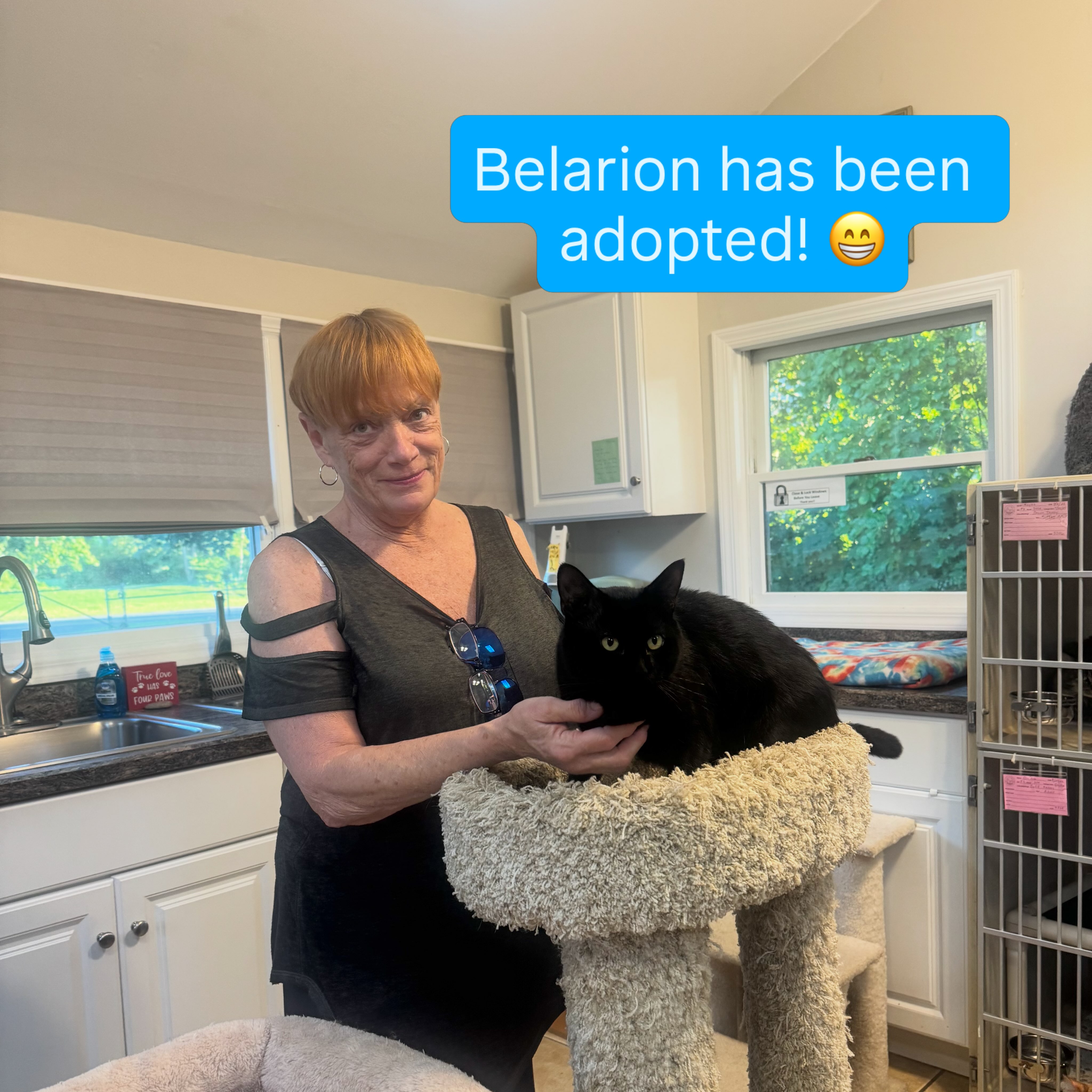 Belarion wasn’t with us for too long when his new mom saw him and instantly fell in love with his sweet, lovable personality. We are so happy for him 💙🥹 #animalsindistressnj #adopted #cats #mercercountynj #adopt