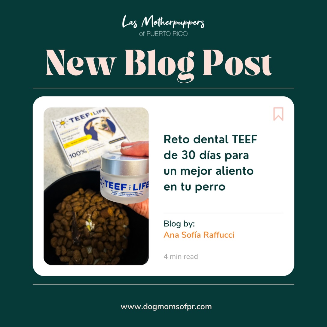 ¿El mal aliento de tu pupper tiene solución? 🐶🦷✨
Durante 30 días incorporamos @teefhealth a la rutina de Polo para conocer cómo podía apoyar su salud oral. En nuestro nuevo blog te contamos nuestra experiencia real: cómo lo usamos, los cambios que observamos en su aliento y sarro, y los resultados de su prueba de microbioma oral.
También compartimos otros hábitos que complementan su cuidado dental y ayudan a mantener una boquita más saludable. 🪥💧
💬 Comenta TEEF y te enviamos el enlace al artículo.
*Este artículo incluye enlaces afiliados y está basado en nuestra experiencia personal. Los resultados pueden variar.
#DogMomsOfPR #PuertoRico #SaludDentalCanina #TeefForLife #dogsofpuertorico