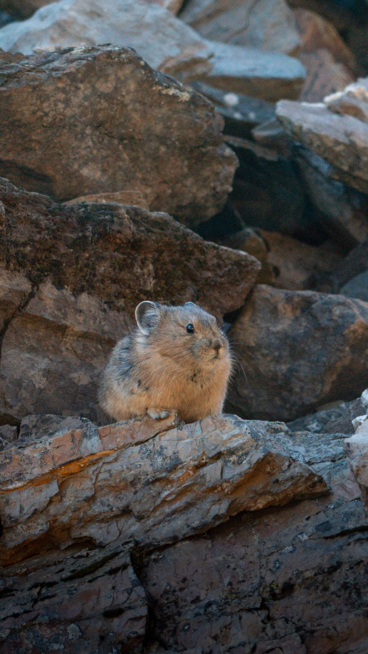 peekaboo = pikaboo 😎
I watched this little guy deep in the Yoho Valley, snack, disappear behind the rocks, pop back up, repeat… if he hadn’t run away at some point, we’d probably still be playing, because I could have watched this forever 😅
Pikas don’t hibernate, by the way. They work super hard all summer, collecting grass, flowers and other plants, then drying them out in the sun before adding them to their haystacks. Those haystacks become their food supply for winter, when they stay tucked under the rocks and a thick layer of snow ❄️
So between all those collecting runs, they need snack breaks… and this is what I happened to capture here ☺️