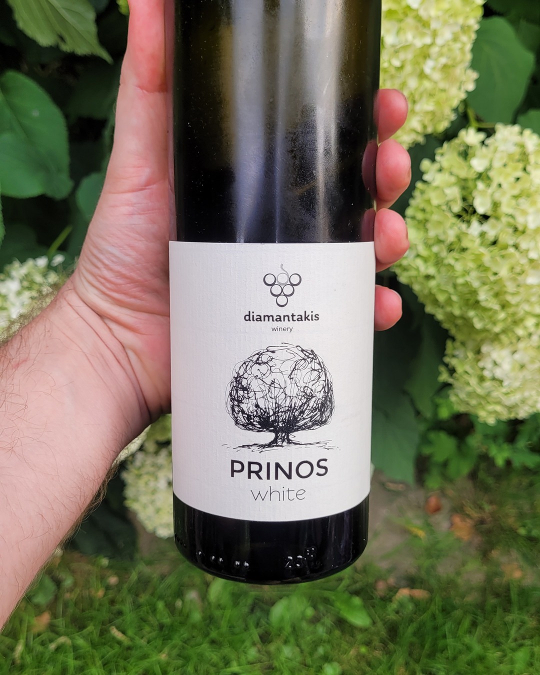 This seven-euro white is where the whole winery began
Diamantakis Winery Prinos White 2025 – Crete | 91/100 🍷
The brothers Zacharias, Yiannis and Michalis Diamantakis (@diamantakis_winery) – third generation of Cretan winegrowers – founded their estate in 2007, and a Prinos White was the very first wine they ever bottled, the 2008, filled in 2009. Today the family farms 15 hectares across 30 parcels and fills around 120,000 bottles a year, with Athens-trained Zacharias as chief oenologist. Prinos remains the entry-level core cuvée, well below the Diamantopetra.
It's a 50/50 blend of Malvasia di Candia Aromatica and Chardonnay, each fermented separately in stainless steel at 17 °C and aged three months on the fine lees – no oak documented. The grapes come from the Sinani Cambos and Corfi vineyards near Kato Assites, on the eastern foothills of Psiloritis, up to 550 metres on limestone-rich clay, north-east facing and cooled by Aegean winds. Harvested between 5 and 25 August 2025, in a run of 23,500 bottles.
As a vintage, 2025 looks set to be exceptional for Cretan whites: after three extreme years, slow and even ripening brought aromatic concentration with acidity intact – despite a fourth consecutive drought year, two heatwaves in July and August and yields down by up to 50%. My expectation for the vintage sits well above 2021.
The wine delivers on that. Floral on the nose, round on the palate, carried by lovely minerality, with a long, lasting finish. At 13.5% and 5.0 g/l acidity it's analytically rounder than the 2023 (6.15 g/l at pH 3.20). The 2021 – the same 50/50 blend – I had at 90 in 2022, at one year, as an uncomplicated food wine; the 2025 is a notch better, and the vintage explains it. Around seven euros in Greek retail, made for drinking this year, and a finish this long is not a given at this price. 91/100.
Full note in our database – link in bio.
Save this for your next Crete trip. 👇
#GreekWine #CretanWine #Malvasia #Chardonnay #WhiteWine