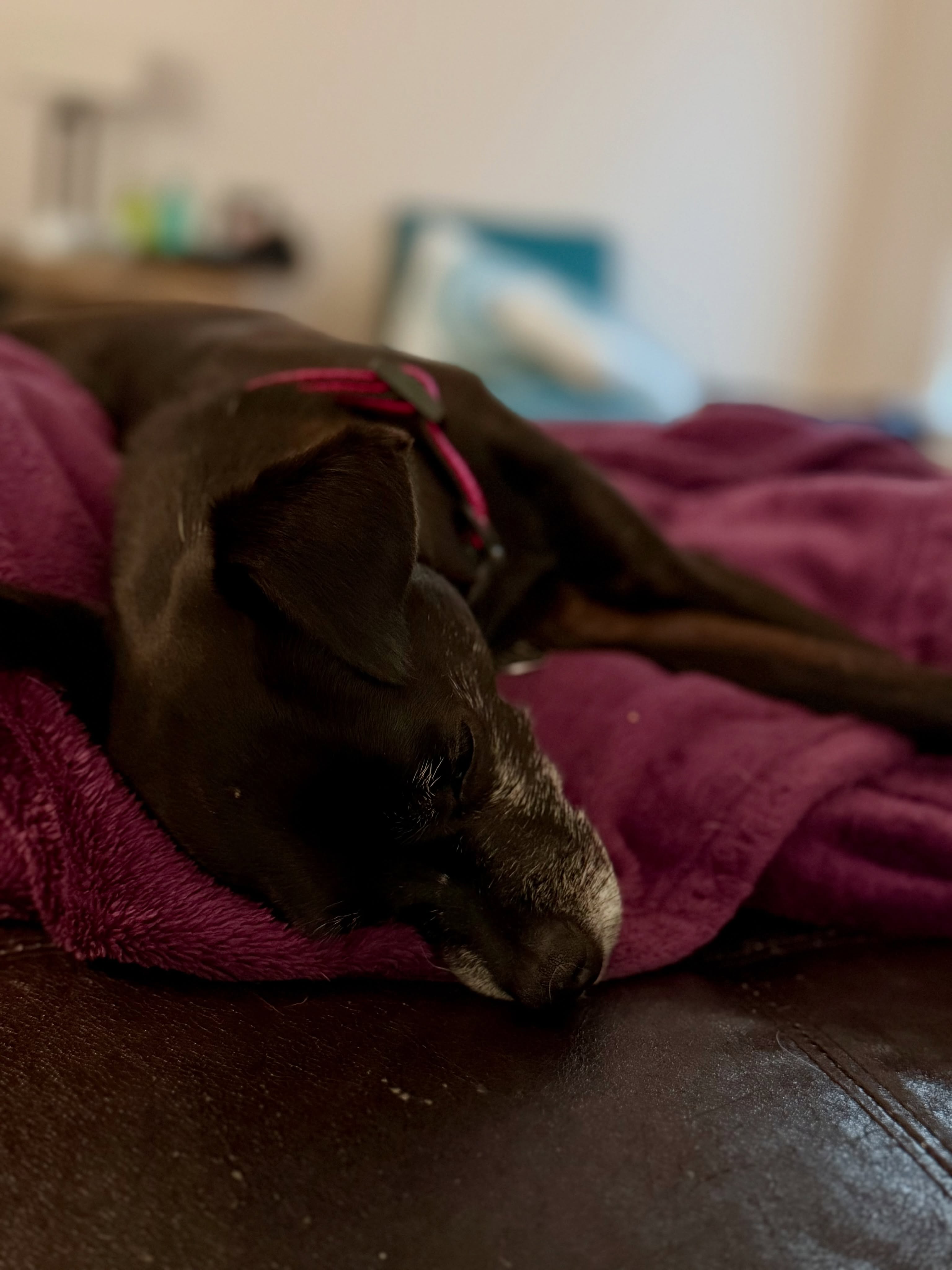 Having a lazy day with the Baylee Girl!
#restingup #brainreset #audhd #tvtime #toomuchsocializing