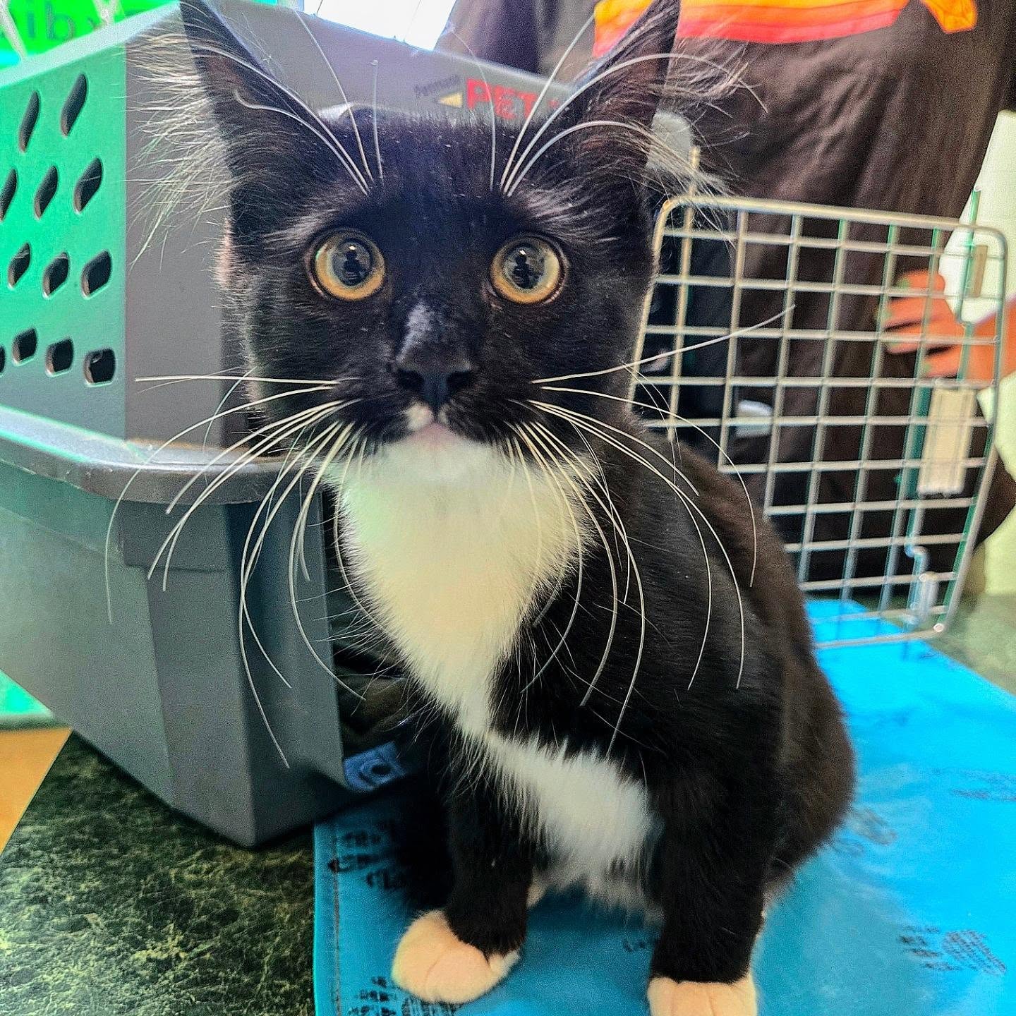 🐱🖤 Look how much Sage has grown! 🥹✨
Sweet Sage, our little black Domestic Shorthair kitten, came in for her 3rd visit and booster vaccine today! 💉🐾
She was feeling a little nervous at first and stayed safely inside her carrier. 🥺🖤 But after a little while, her curiosity took over! 👀🐱
Sage slowly came out of her carrier and started exploring the exam table — such a big step for our growing girl! 🥰🐾
It feels like just yesterday she was a tiny kitten, and now she’s getting bigger and braver with every visit! 🥹🖤
💬 What was your cat like during their first few vet visits — shy or curious? 👇🐱
#domesticshorthair #kittenlife #vancouvercats #catsofvancouver #pacificpetclinic