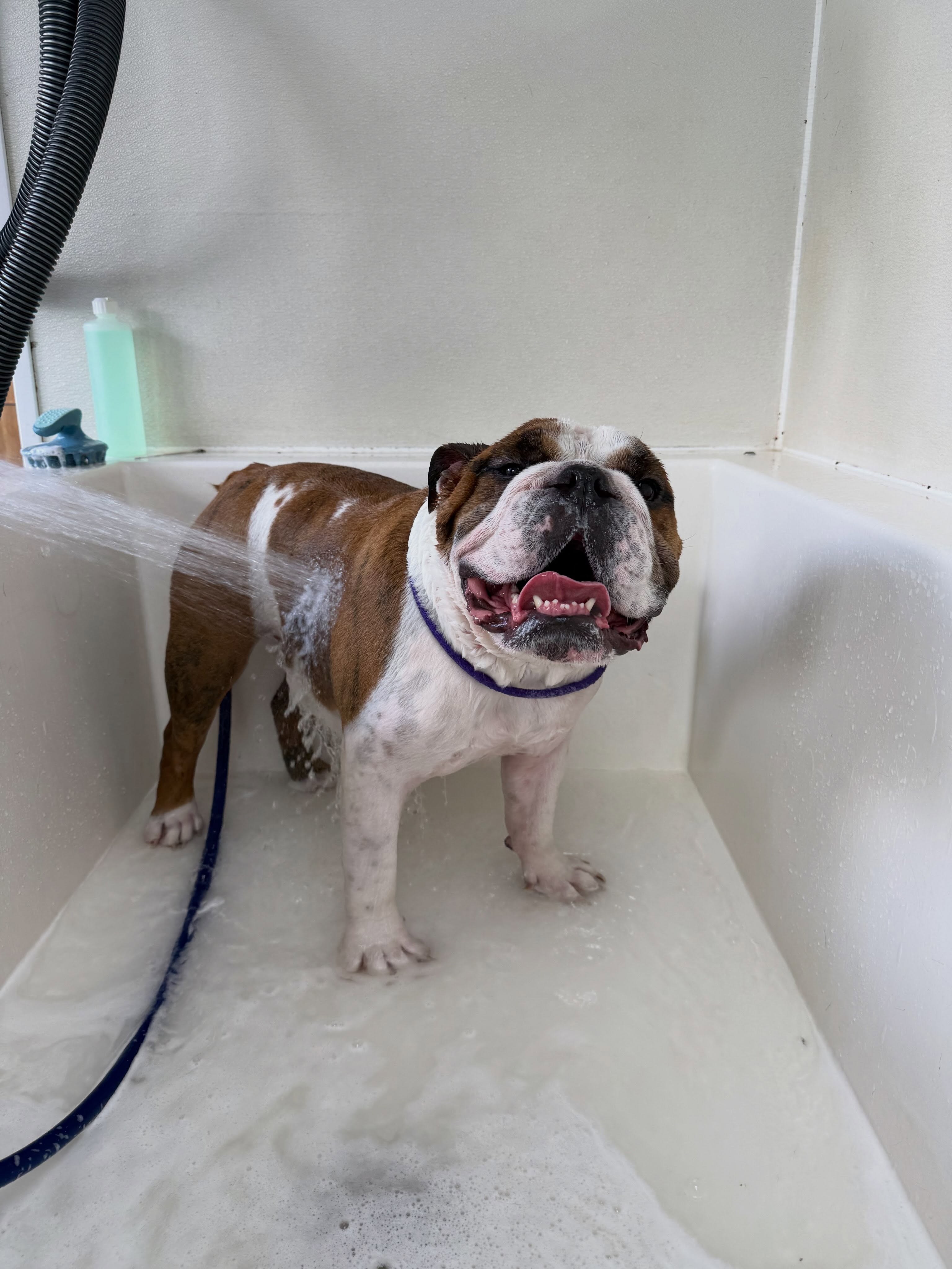 🛁🐾 DIY DOGGY BATHS! 🐾🛁
Does your pup need a bath but you don’t want the mess at home? Come to Wash N Wags in Salisbury and get your pup squeaky clean!
We supply everything you need for bath time, including shampoo, towels, dryers, and more! Just bring your pup and we’ll take care of the rest.
We also offer walk-in services like nail trims and ear cleanings!
📍 Wash N Wags — Salisbury
🫧 Come get your pup clean, fresh & feeling their best!