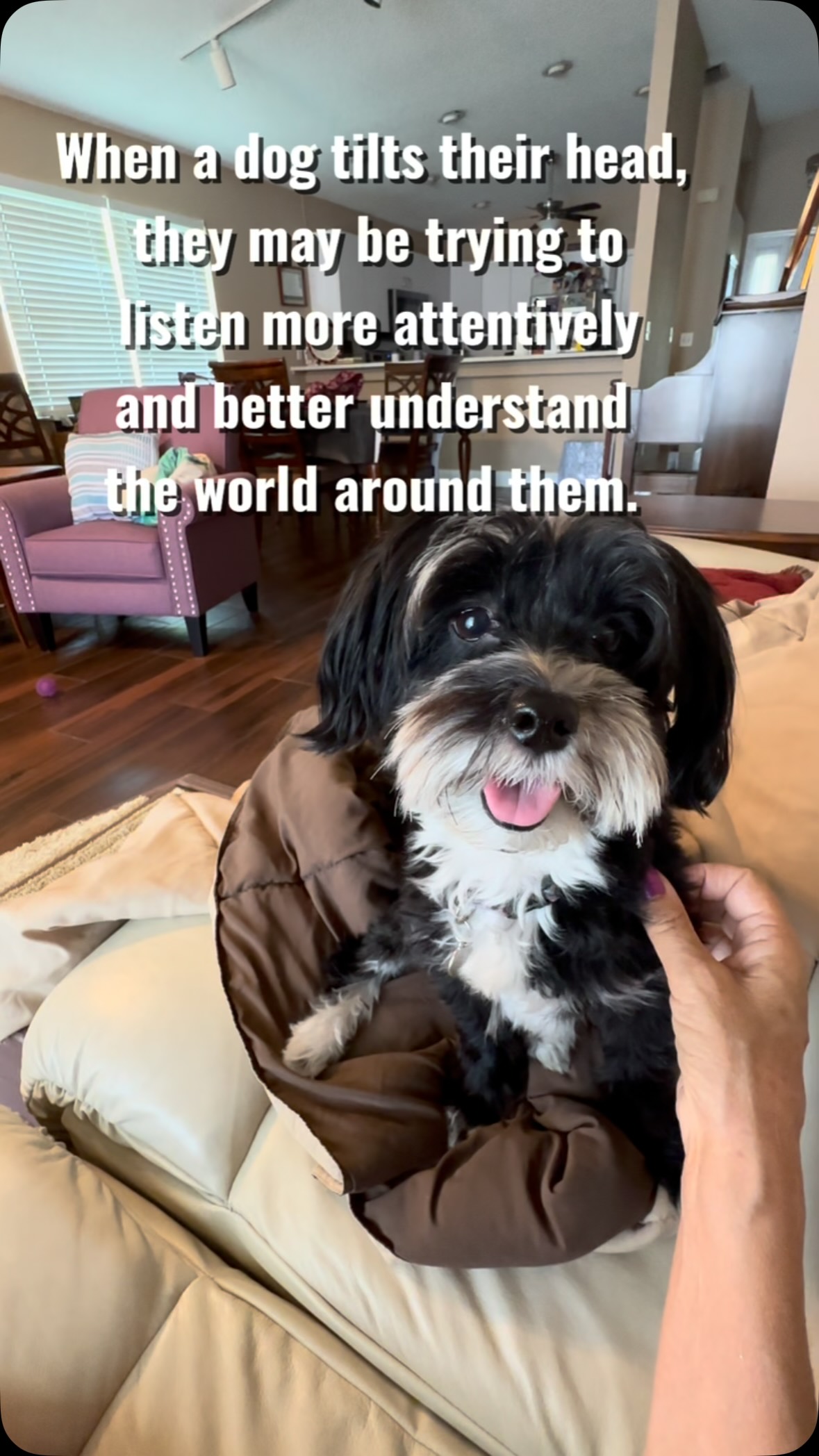 Your dog isn’t confused when they tilt their head. They are listening better. Looking cute doing it too. 🥰#petsitterlife #havanese #headtilt #dogtiltshead