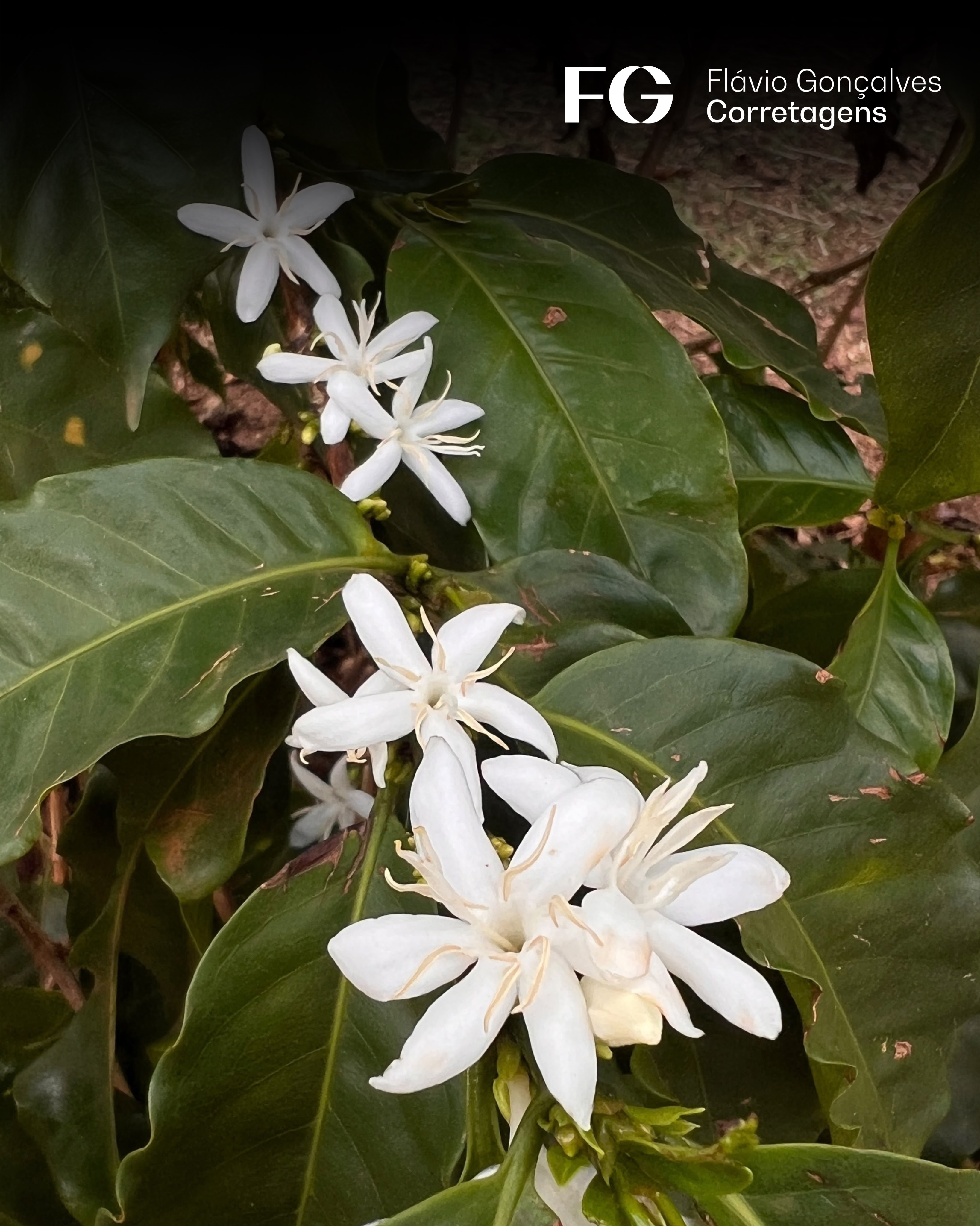 O Perfume de Jasmim que Reescreve o Cerrado: A Magia e a Ciência de Setembro nos Cafezais
No fim de setembro, o Cerrado Mineiro presencia a florada do café: extensos arbustos verdes cobrem-se de branco, criando a ilusão de uma nevasca tropical que atrai abelhas e perfuma o horizonte.
A antese — abertura simultânea das flores — possui uma curiosidade olfativa: o aroma que se espalha por quilômetros não lembra o café torrado, mas sim a doçura marcante do jasmim. Esse perfume é o anúncio biológico da chegada da primavera, despertando os botões florais mantidos em dormência durante o inverno.
Historicamente associada a outubro, a florada tem sido antecipada. Devido a oscilações climáticas, as primeiras chuvas significativas somadas ao calor primaveril adiantam o relógio biológico da planta. Essa dinâmica antecipa as perspectivas da safra seguinte e exige atenção do produtor, pois o início precoce traz a promessa de colheitas generosas, mas exige cuidados para proteger os “chumbinhos” contra instabilidades do tempo.
No agronegócio, essa poesia é estratégia financeira. Uma florada abundante desenha o potencial produtivo, mas abre uma janela crítica em que umidade e oscilações do tempo pedem manejo fitossanitário rigoroso. Onde a beleza do jasmim convive com a volatilidade do clima e dos mercados globais, a gestão de riscos torna-se essencial.
Contemplar o espetáculo de setembro é maravilhoso, mas colher com estabilidade financeira é o que mantém a cafeicultura forte no Cerrado. Precisando de auxílio nesta temporada? A equipe FG está preparada para te ajudar. Consulte nossa soluções. Agende sua visita ou manda uma mensagem.