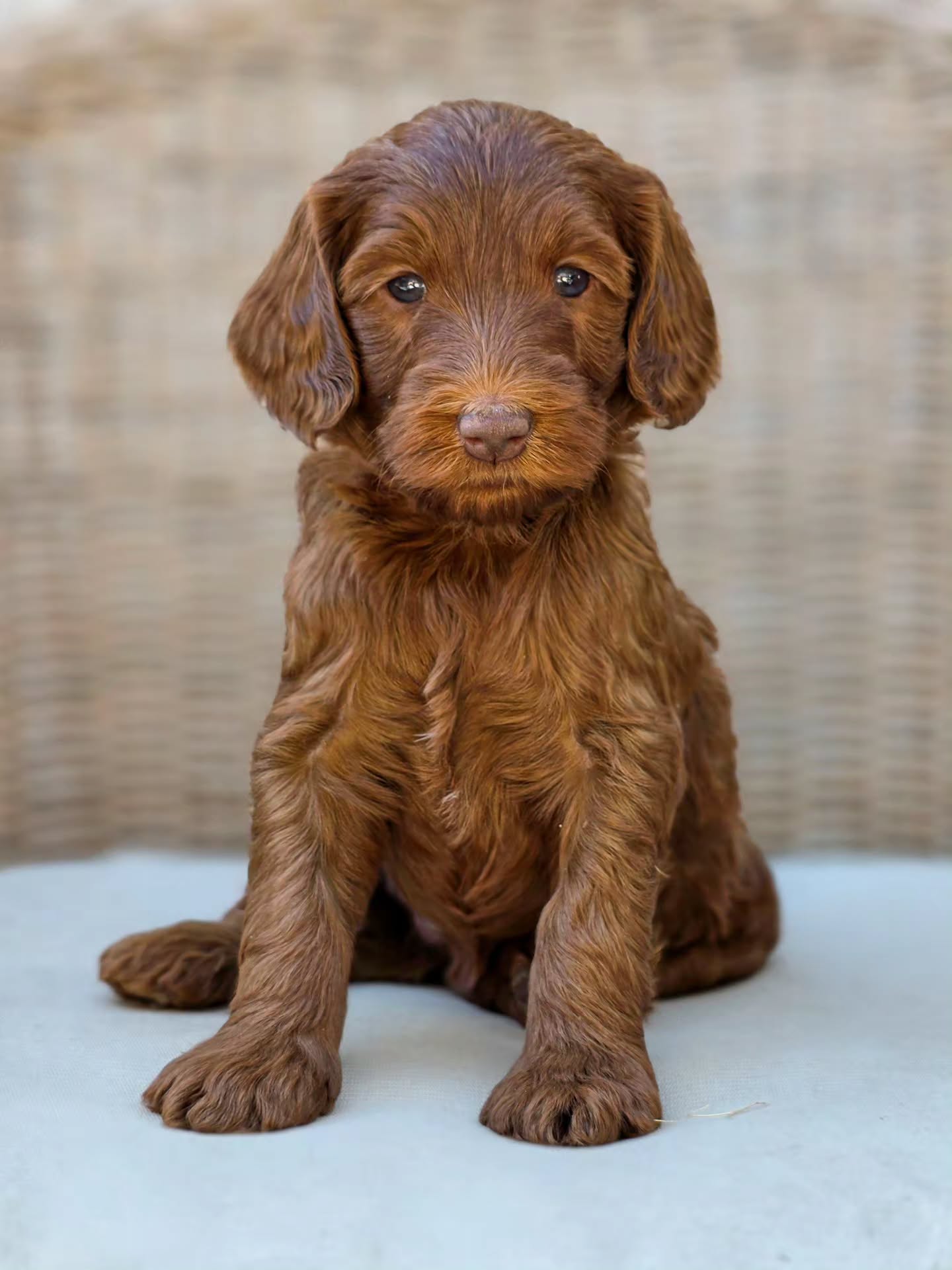 Somehow every litter is different, and every puppy has their own little spark 🤎
Photos of actual puppies, edited with lightroom, no AI was used to edit or generate these photos.
#AustralianCobberdogs #lovelockscobberdogs #CaramelCobberdog #puppylove