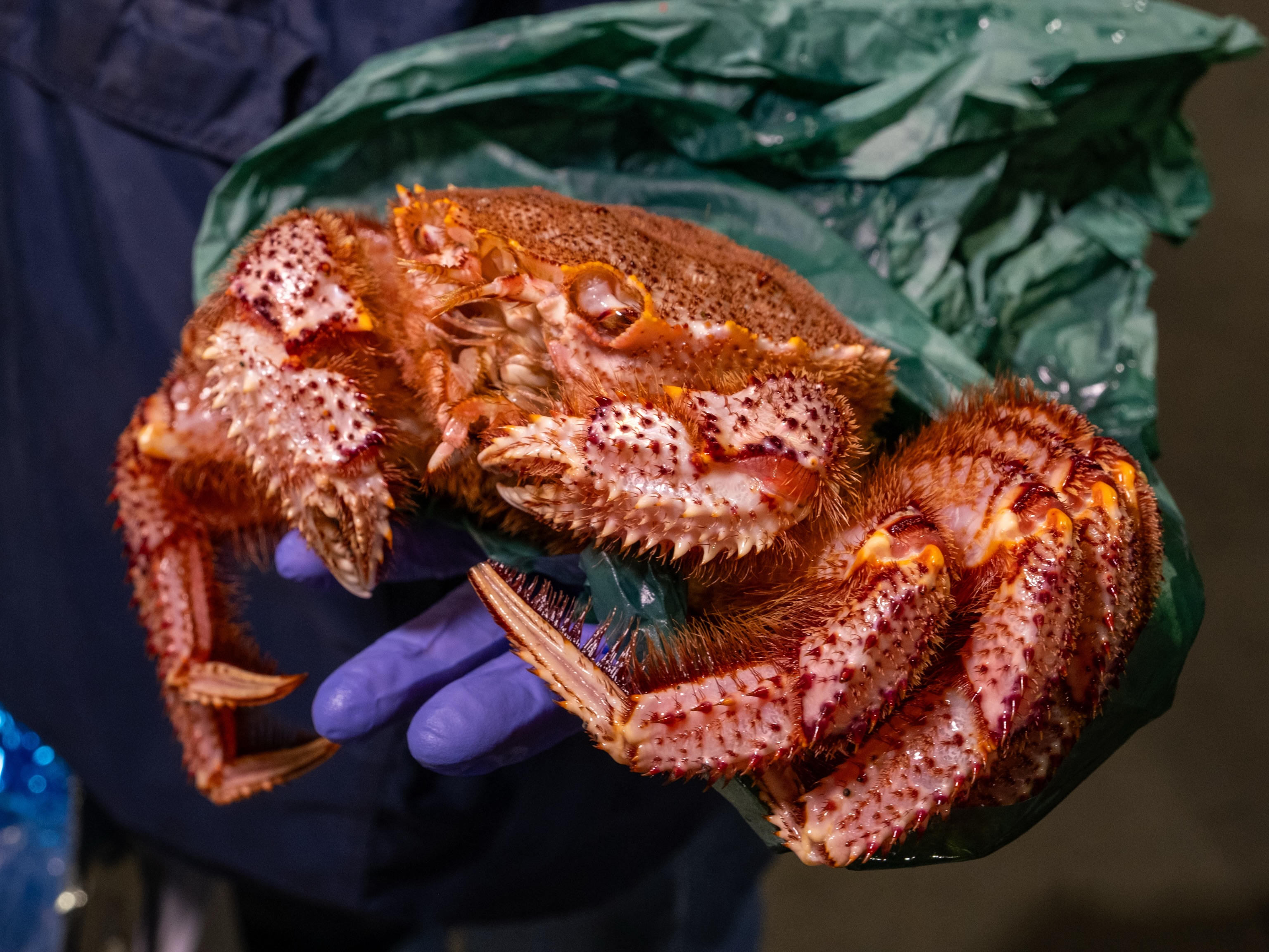 🌟 Catch Highlight 🌟
毛蟹 KEGANI - Horsehair Crab 🦀
📍 北海道産 from Hokkaido
Bring the FRESH ✨ buttery flavors of the ocean to your kitchen. Contact us ⤵️, DM us for more info, order easily on Freshline, or give us a ring to pick up your order! 🤙
𝗢𝗣 𝗟𝗮𝘀 𝗩𝗲𝗴𝗮𝘀
🏠 3600 W. Oquendo Road, Las Vegas, NV 89118
📞 Tel: (702) 798-1784
✉️ Email: lasvegas@oceanprovidence.com
🌐 Freshline Order: oceanprovidence.freshlinemarket.com
🗓️ Store Hours: Monday through Saturday (9AM - 3PM)
#SushiChef #SeafoodRestaurant #VegasFoodies #LasVegasLife 寿司 刺身 海鮮 グルメ 日本食 #ラスベガスグルメ ラスベガス寿司 ラスベガスレストラン 美味しい SushiChef SeafoodLovers SushiLovers SashimiLover JapaneseSeafood LasVegasEats VegasFoodBlog VegasChef LasVegas VegasLocals VegasFood VegasLiving Foodies
Seasonal Trending OOTD FYP Matcha Ube Latte Dubai Chocolate GRWM
🌟 Catch Highlight 🌟
伊勢海老 ISE EBI - Japanese Spiny Lobster 🦞
📍 千葉産 from Chiba (Farmed)
🌟 Catch Highlight 🌟
金目鯛 KINMEDAI - Alfonsino ❤️
📍 from various places depending on the season, including 千葉Chiba & 静岡 Shizuoka
🌟 Catch Highlight 🌟
赤ムツ AKAMUTSU - Blackthroat Seaperch ♦️
📍 various places throughout Japan
🌟 Catch Highlight 🌟
白バイ貝 SHIRO BAI GAI - White Sea Snail 🐌
📍 北海道産 from Hokkaido