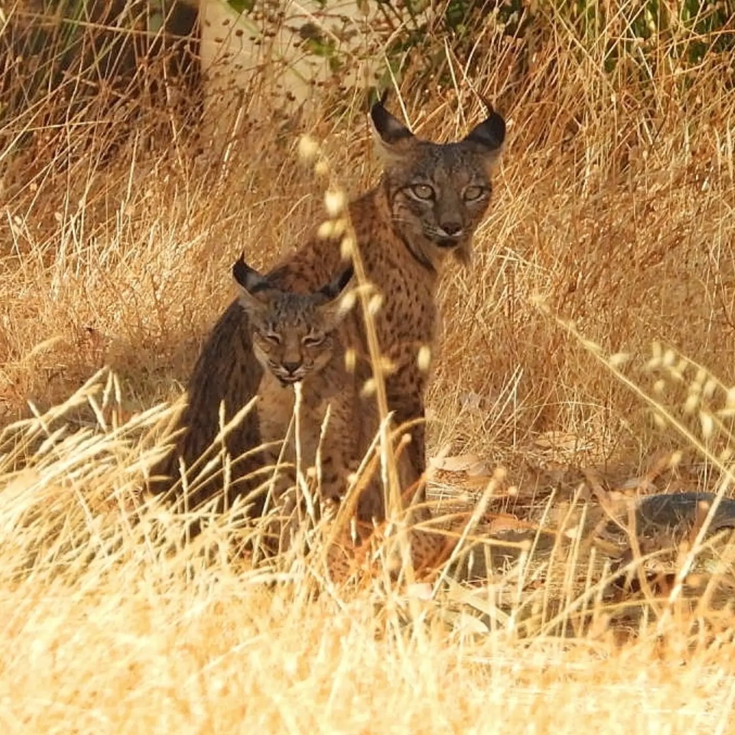 🇬🇧 We continue to receive bookings for the coming months, but we can’t stop thinking about those of you who haven’t made your reservation yet.
Our combined Iberian lynx safaris and photography hides take place in the Sierra de Andújar Natural Park, the Guarrizas River Valley, and Eastern Sierra Morena, three of the most important Iberian lynx population areas in the world.
We work with very small groups, accompanied by expert local guides, field technicians, and experienced biologists, to ensure the highest standards of quality and safety, both for the animals and for our participants.
If seeing this incredible species in the wild is on your wish list, there are still opportunities to join us.
www.lyncisecoturismo.com
lyncisecoturismo@gmail.com
(+34) 603 90 74 35
🇪🇸 Seguimos acumulando reservas para los próximos meses, pero no podemos dejar de pensar en todos aquellos que todavía no habéis hecho vuestra reserva.
Nuestros safaris combinados de lince ibérico y sesiones en hides fotográficos se desarrollan en el Parque Natural Sierra de Andújar, el Valle del Río Guarrizas y Sierra Morena Oriental, tres de las áreas de población de lince ibérico más importantes del mundo.
Trabajamos con grupos muy reducidos, acompañados por guías locales especialistas, técnicos de campo y biólogos con experiencia, para garantizar los más altos estándares de calidad y seguridad, tanto para los animales como para nuestros participantes.
Si ver esta increíble especie en libertad está en vuestra lista de deseos, todavía hay oportunidades para acompañarnos.