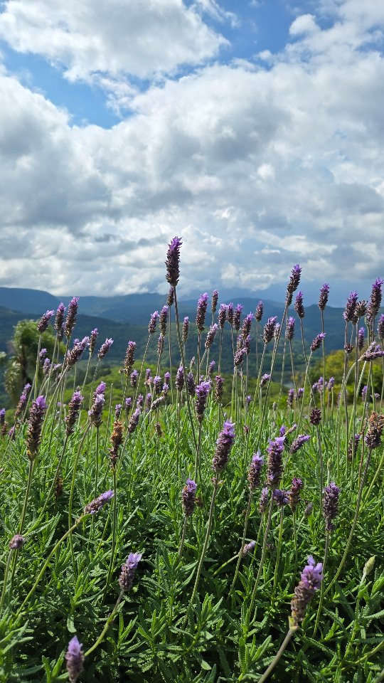 A primavera chega hoje!! 🌸
Uma estação que fala sobre florescer, mas também sobre renovação. Sobre aquilo que passou por um tempo de recolhimento e, agora, encontra espaço para nascer de novo.
E é nessa estação de transição que a gente vem contar que a produção dos lotes sazonais está pausada por tempo indeterminado e, por isso, essa estação não terá uma nova edição. Sim, é isso mesmo!
Se tem uma coisa que a primavera nos lembra, é que uma pausa também pode ser o começo de algo muito especial.
Então nesta primavera vamos viver novos começos mas os sazonais vão estar com produção pausada.
Durante o último ano estávamos no meio de protótipos, testes, ajustes, selo novo, embalagens novas para 5 produtos queridinhos por aqui! Que vão chegar com muitos bioativos brasileiros, rastreabilidade, histórias sendo contadas, alta performance e sustentabilidade para vocês!
Então fica com a gente.
Porque nas próximas semanas vamos começar a contar, aos poucos, tudo o que estamos preparando. E queremos viver esse novo ciclo junto com vocês.
Fica de olho por aqui para acompanhar todos os relançamentos e novidades da Vegalótus. E se você quiser saber primeiro de tudo que está acontecendo por aqui, vem para o nosso Clube Vegalovers no WhatsApp. O link está na bio. ✨️