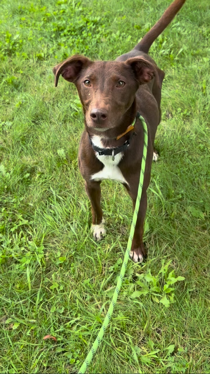 THE RESULTS ARE IN... And Delilah is a little bit of EVERYTHING! (Except Pitbull)
Remember our βGuess That Muttβ challenge? Well, Delilahβs DNA results are officially back, and this girl is made up of a whopping 19 different breeds! Her top breeds are Labrador Retriever, Chihuahua, Siberian Husky, Terrier and Coonhound. Yes, you read that right. Lab AND Chihuahua. Husky AND Coonhound. Apparently Delilah couldnβt pick a lane.
But we have even BIGGER Delilah news... SHEβS ADOPTED! Our sweet little 19 breed mystery girl heads HOME tomorrow! Turns out the only percentage that really matters is 100% lovable.
Happy tails, Delilah! Weβre going to miss that adorable wiggle butt!