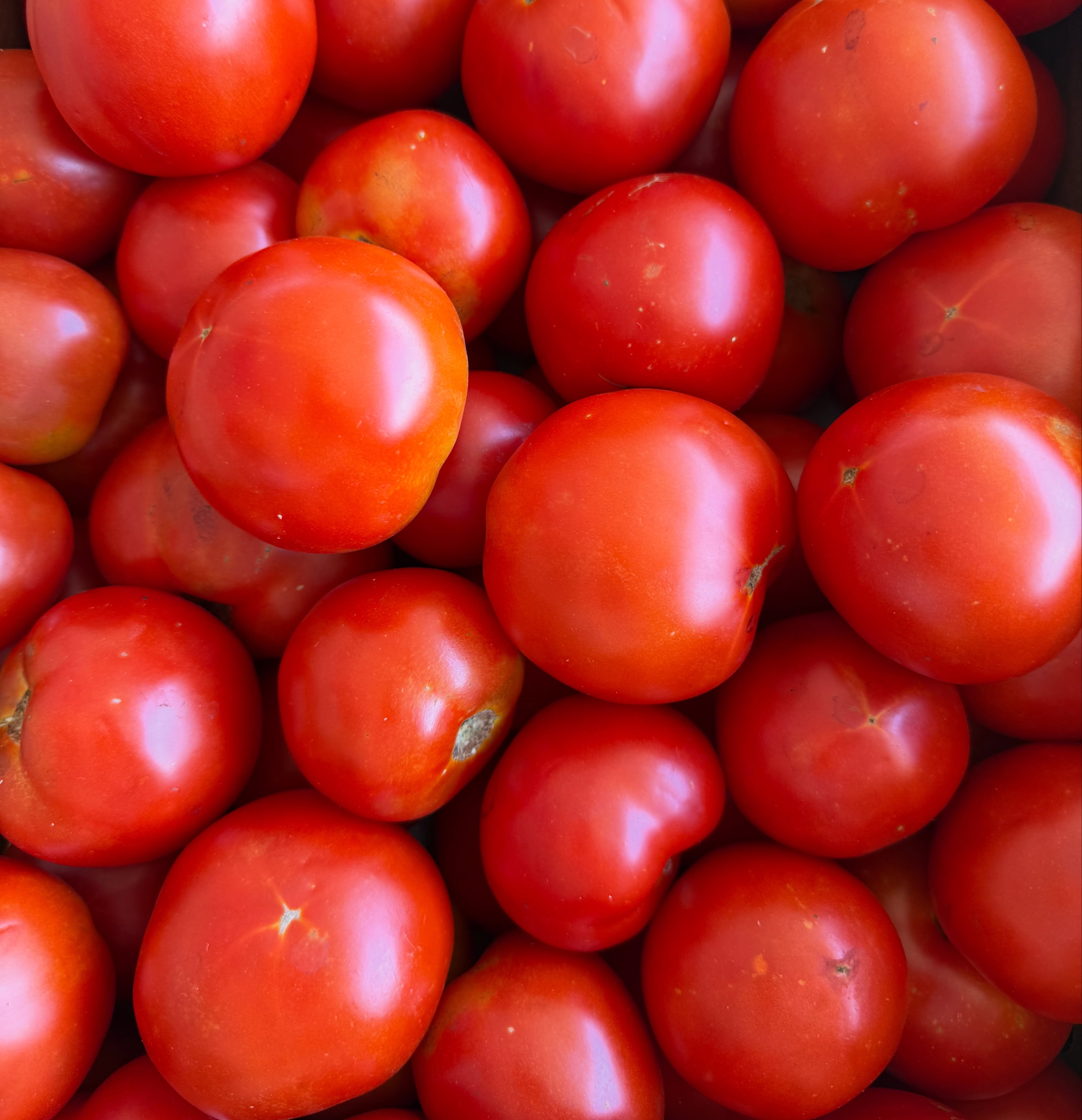 🍅🥬🥒🫑🌶️🥔🥩💐Wednesday September 23: It’s a light rain so far this after, and we’ll stay open as long as it’s not lightning close by.
Tomatoes, tomatoes, tomatoes! Plus plenty of fresh lettuce, yellow squash, and slicing cucumbers! And the cut flowers are looking stunning.
~~~
⏰Hours: Monday, Wednesday, and Friday afternoons 2 to 6 pm, weather permitting, at the green shed by the big barn entering via the main farm driveway. Also available by appointment at the farm by calling (919)309-5935, and at the Carrboro Farmers Market on Saturday mornings.
🌞What’s in Season:
🍅Tomatoes,
🥬Lettuce,
🥔Potatoes,
💛Squash,
💚Zucchini,
🥒Cucumbers,
🍆Eggplant,
🫑Bell peppers,
🌶️Hot peppers,
💐Cut flowers,
🍳Local eggs,
🍯Local honey,
🥧Local pecans,
🥩Katahdin lamb, and
🥩Angus beef.
⏳Coming Soon: muscadine grapes, broccoli, cauliflower
🔎Latest updates: Call our recording at (919)732-7701, or check the latest Facebook/Instagram post