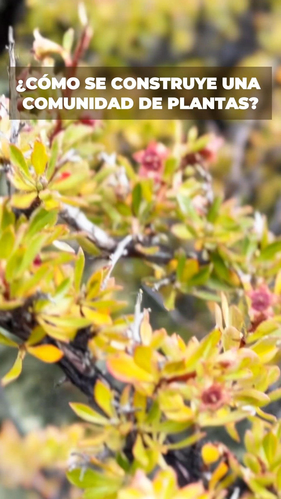 ¿Cómo se construye una comunidad de plantas?
Las comunidades de plantas no aparecen de forma repentina. Se desarrollan gradualmente a medida que distintas especies logran establecerse en un lugar. Para ello, las semillas deben llegar al sitio adecuado, encontrar condiciones favorables para germinar y superar los desafíos de sus primeras etapas de crecimiento. Con el tiempo, diferentes plantas comienzan a compartir el mismo espacio, interactuando entre sí y respondiendo a factores como el clima, el suelo y la disponibilidad de agua. Por eso, la vegetación que observamos hoy es el resultado de numerosos procesos que ocurren a lo largo del tiempo. Cada comunidad vegetal cuenta una historia de adaptación, establecimiento y convivencia dentro de un ecosistema.
#Conservacion #MedioAmbiente #RiosLimpios #Naturaleza #Patagonia #ProtegeNuestrosRios #Ecologia #Sustentabilidad #FuturoVerde #Chile #PatagoniaChilena #Ecosistema #Rio #regionmagallanes
.
.
.
.
.
.
.
.
Plant communities do not appear suddenly. They develop gradually as different species manage to establish themselves in a location. To do this, seeds must reach the right site, find favorable conditions to germinate, and overcome the challenges of their early growth stages. Over time, different plants begin to share the same space, interacting with each other and responding to factors such as climate, soil, and water availability. As a result, the vegetation we observe today is the outcome of numerous processes occurring over time. Every plant community tells a story of adaptation, establishment, and coexistence within an ecosystem.
#Conservation #NaturePreservation #CleanRivers #EcoFriendly #Sustainability #WildRivers #NaturePhotography #ProtectOurPlanet #GreenFuture #WaterIsLife #SaveTheRivers #Chilean