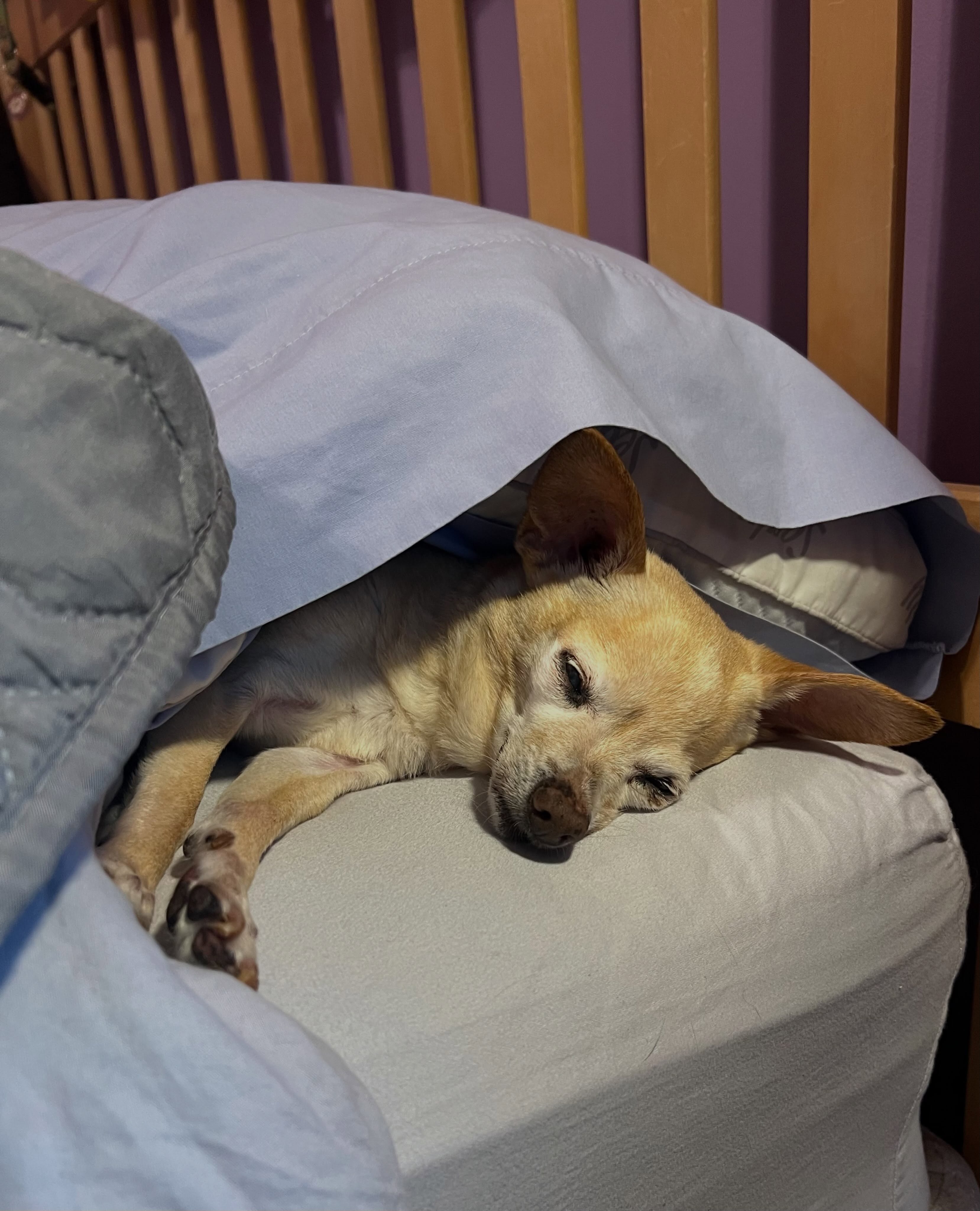 Smart girl staying in bed Kiwi ❤️ #seniordog #seniordogsanctuary #seniordogrescue #shelterdog