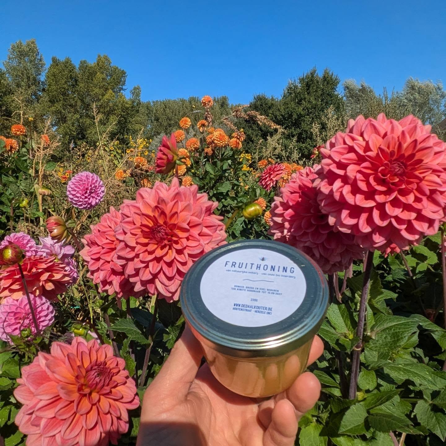 Honing! 🍯
Wie ons al een tijdje volgt, weet dat we onze bijen in de eerste plaats houden voor de bestuiving van ons fruit. 🐝
De daalkouter staat immers voor natuurlijke imkerij.
✅ Geen chemie in onze kasten op ziektes te bestrijden
✅ Geen suikerwater, maar eigen honing op de winter door te komen.
✅ De kasten van de bijen zo weinig mogelijk openen.
Zo doen we het, imkeren op een manier waarbij ze bij centraal staat, en niet de honingproductie
Mijn broer, onze imker, kon deze zomer een kleine hoeveelheid honing halen uit de kasten. Net genoeg voor 42 potjes af te vullen, zodat 42 mensen de winter kunnen doorkomen.
Men danke de bijen. 🐝
Vanaf vandaag te koop in onze automaat.
Zolang de voorraad strekt.
Smakelijk 💛