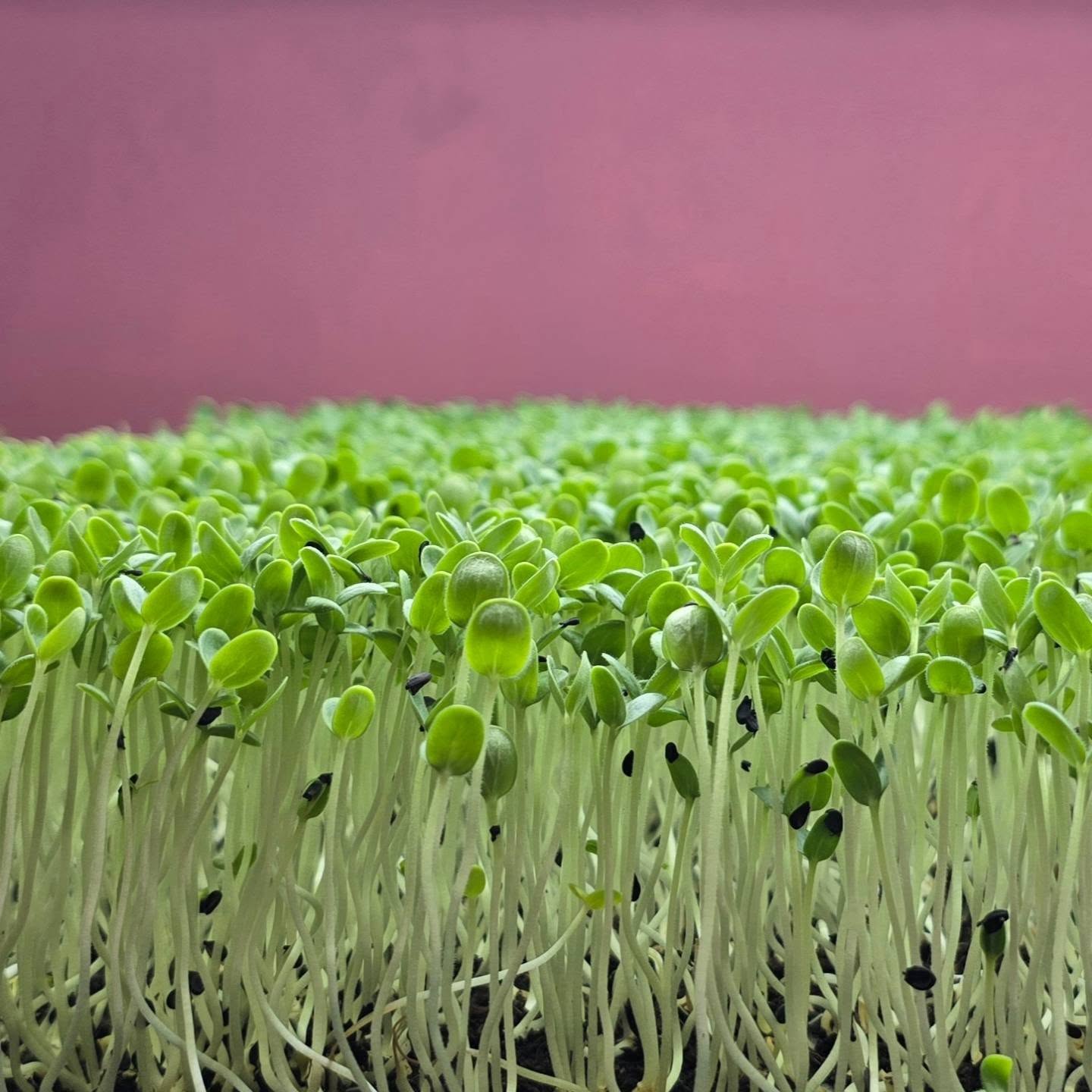 Healthy fresh microgreens our healthy lifestyle.....
.
.
.
.
.
.
#microgreens #health #superfood #nutrition #antioxdants