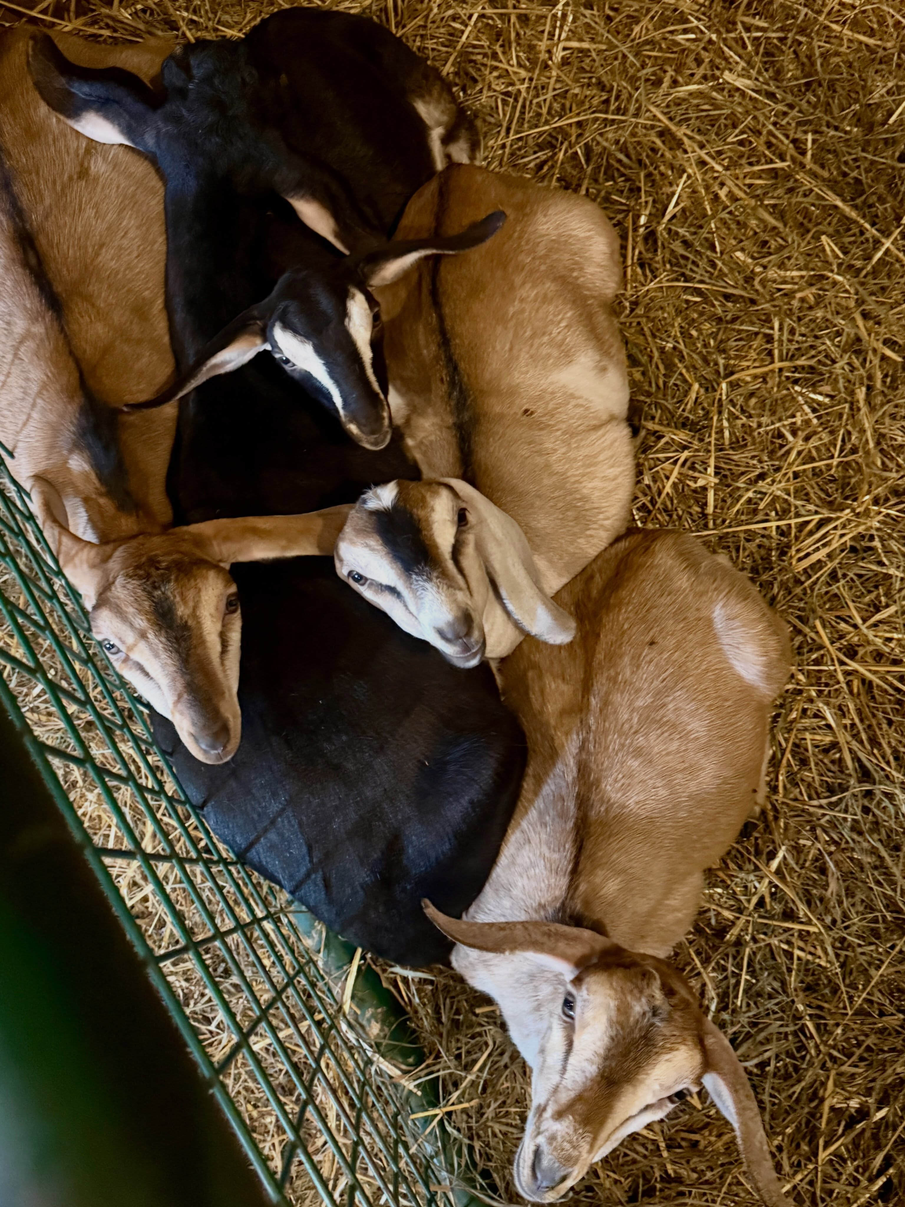 Rainy dayโthe perfect excuse to take a nap ๐ด
#goats #babygoats #cute #rainy #happyvalley